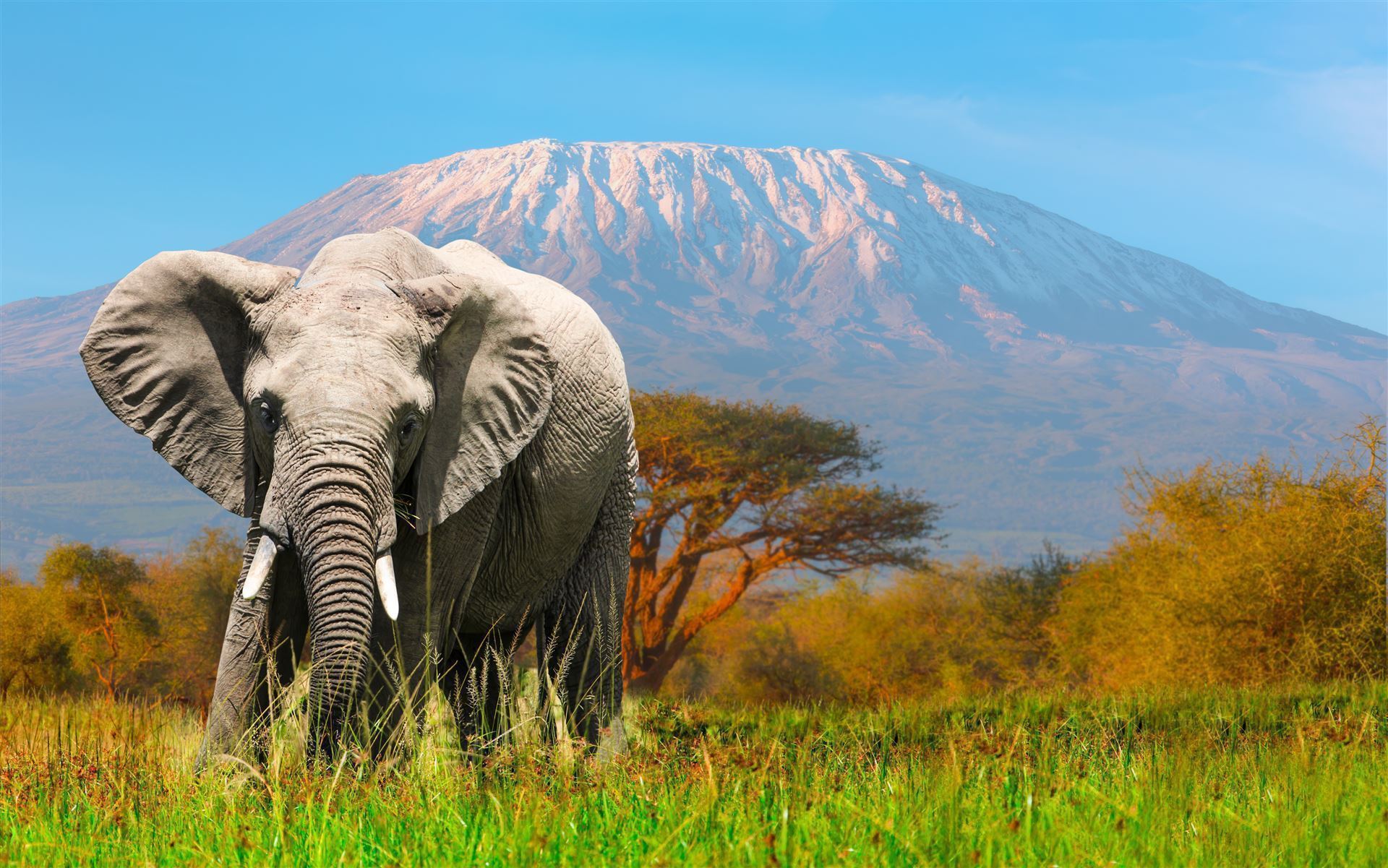 Amboseli National Park mit Elefant