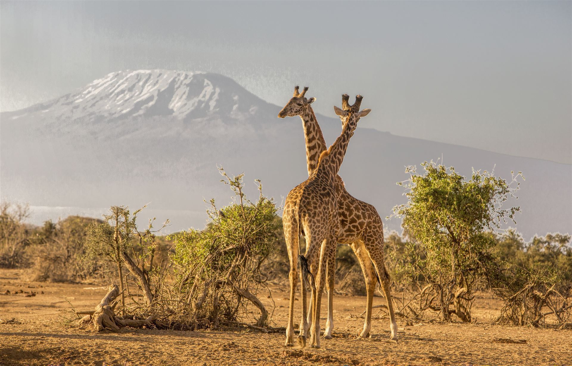 Giraffen