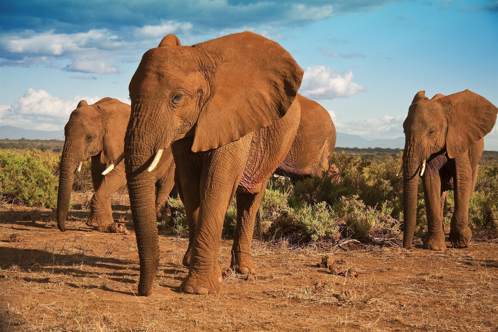 Elefantherde im Samburu Park
