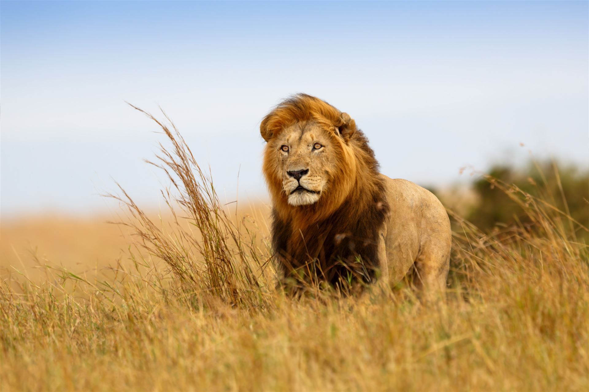 Löwe im Masai Gebiet