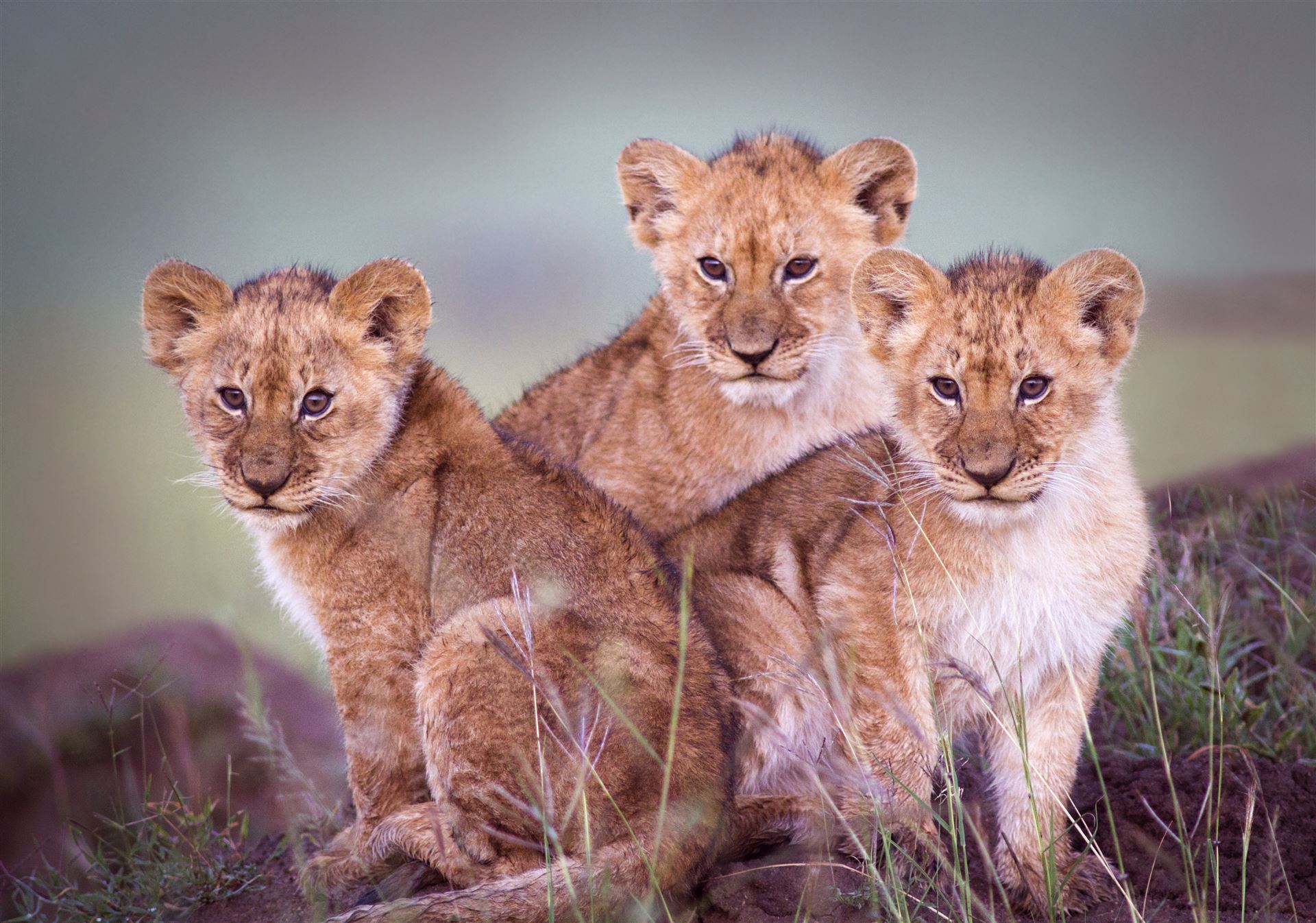Löwejunge im Masai Resvat