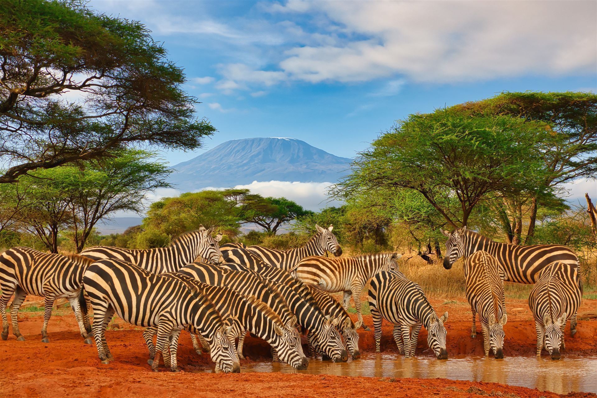 Zebra Herde