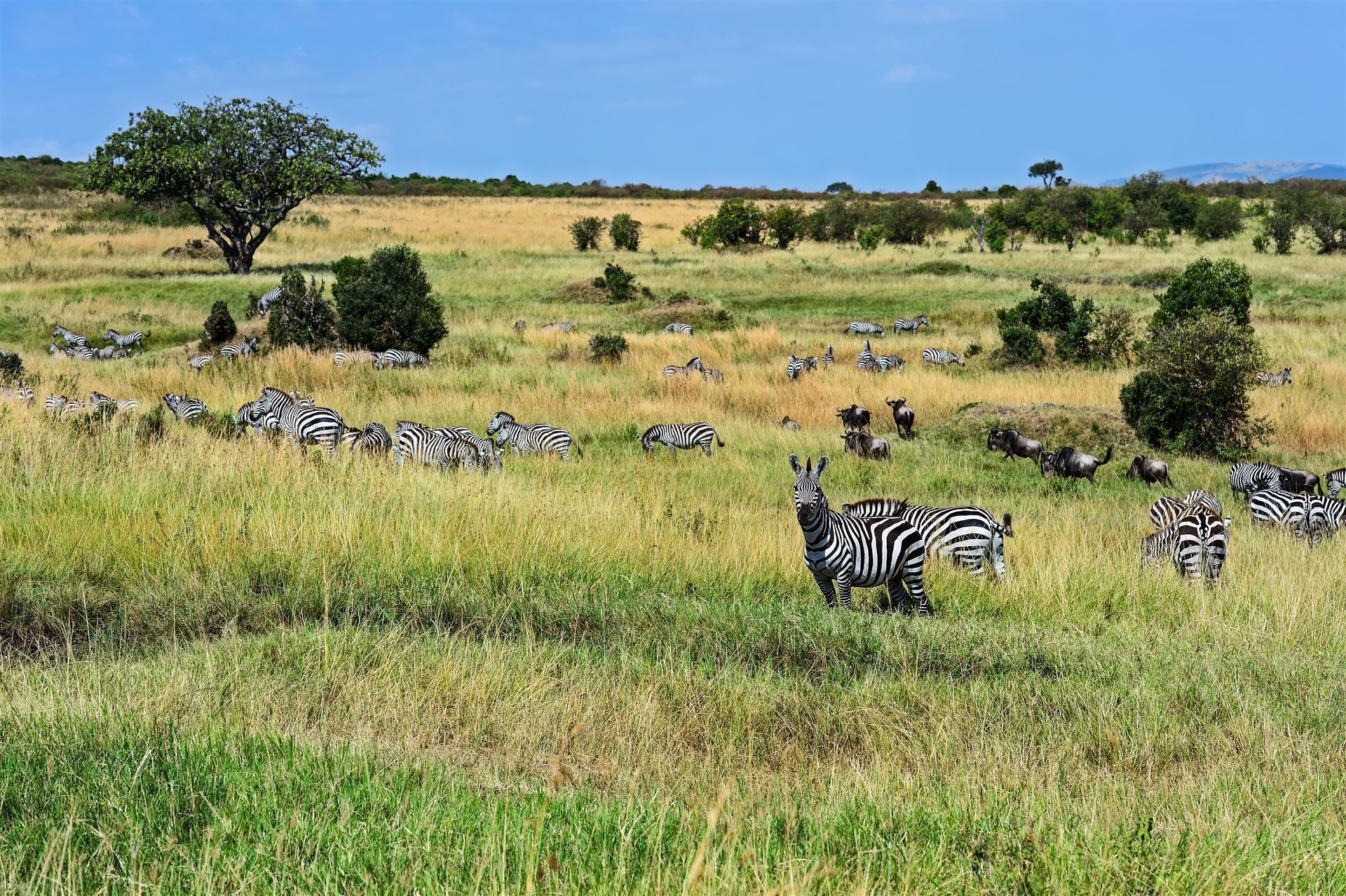 Masai Mara
