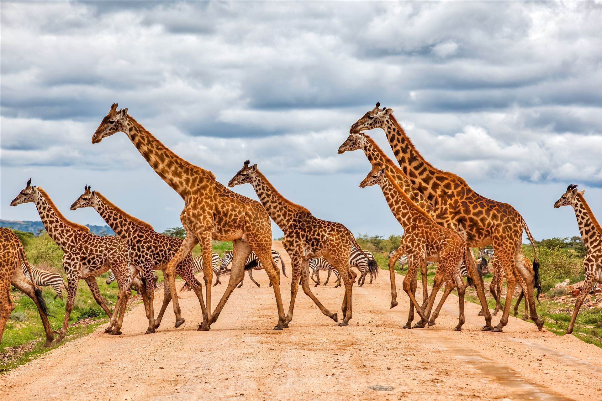 Zebrawanderung im Reservat