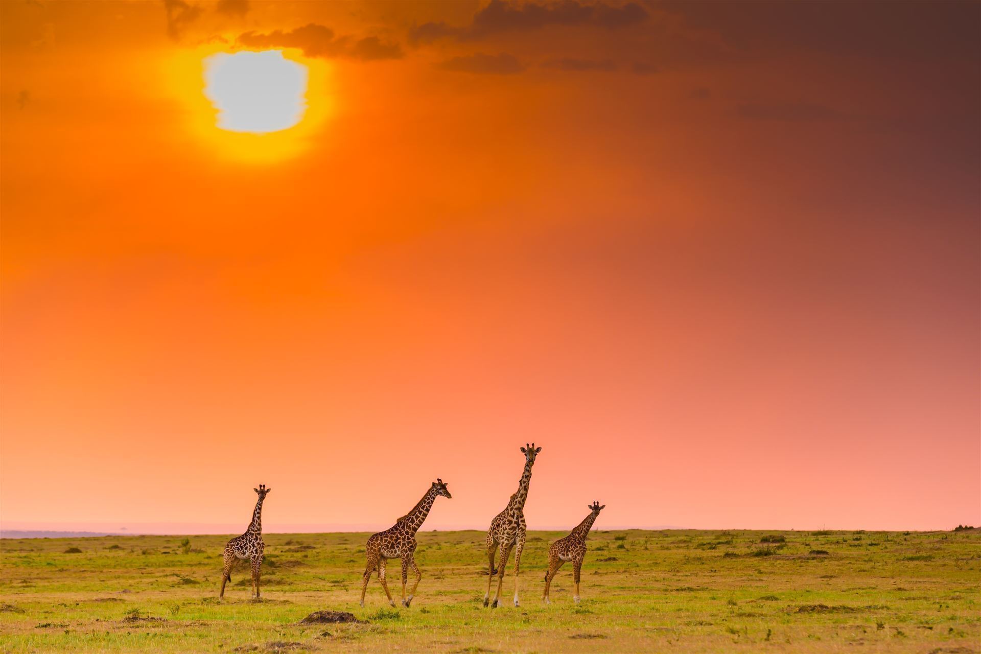 Sonnenuntergang mit Zebras