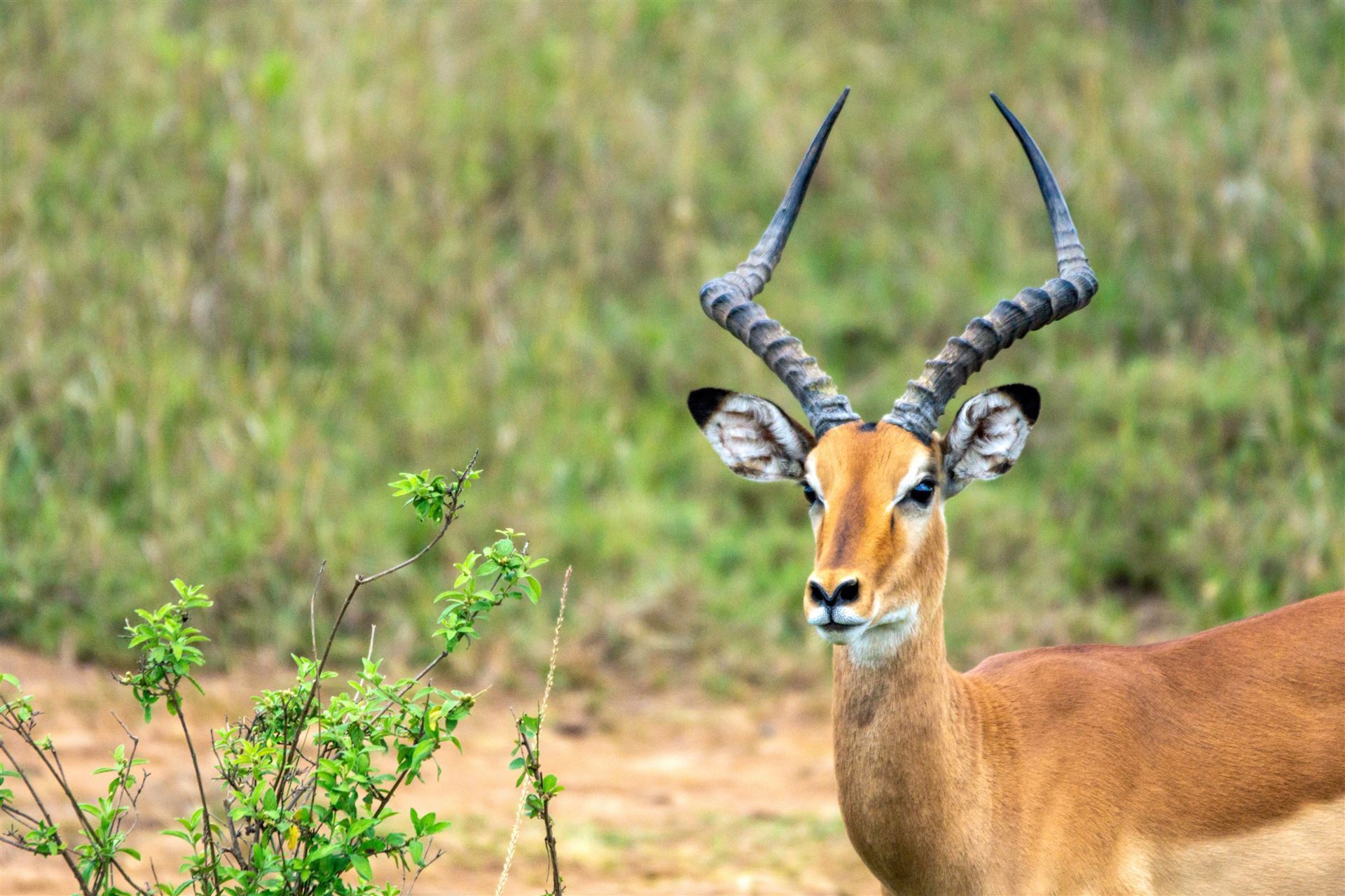 afrikanische Impala