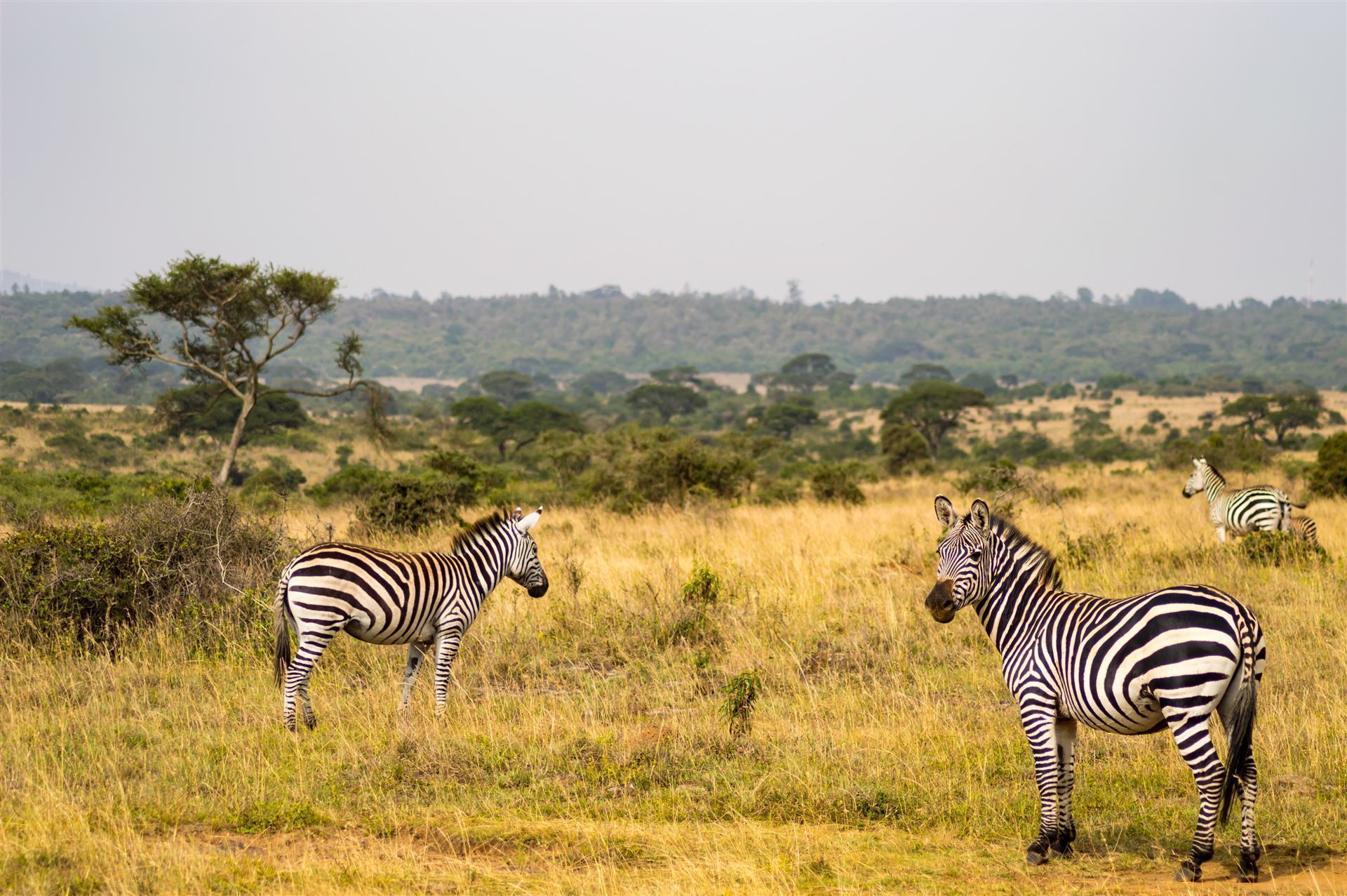 Nairobi Park mit Zebras