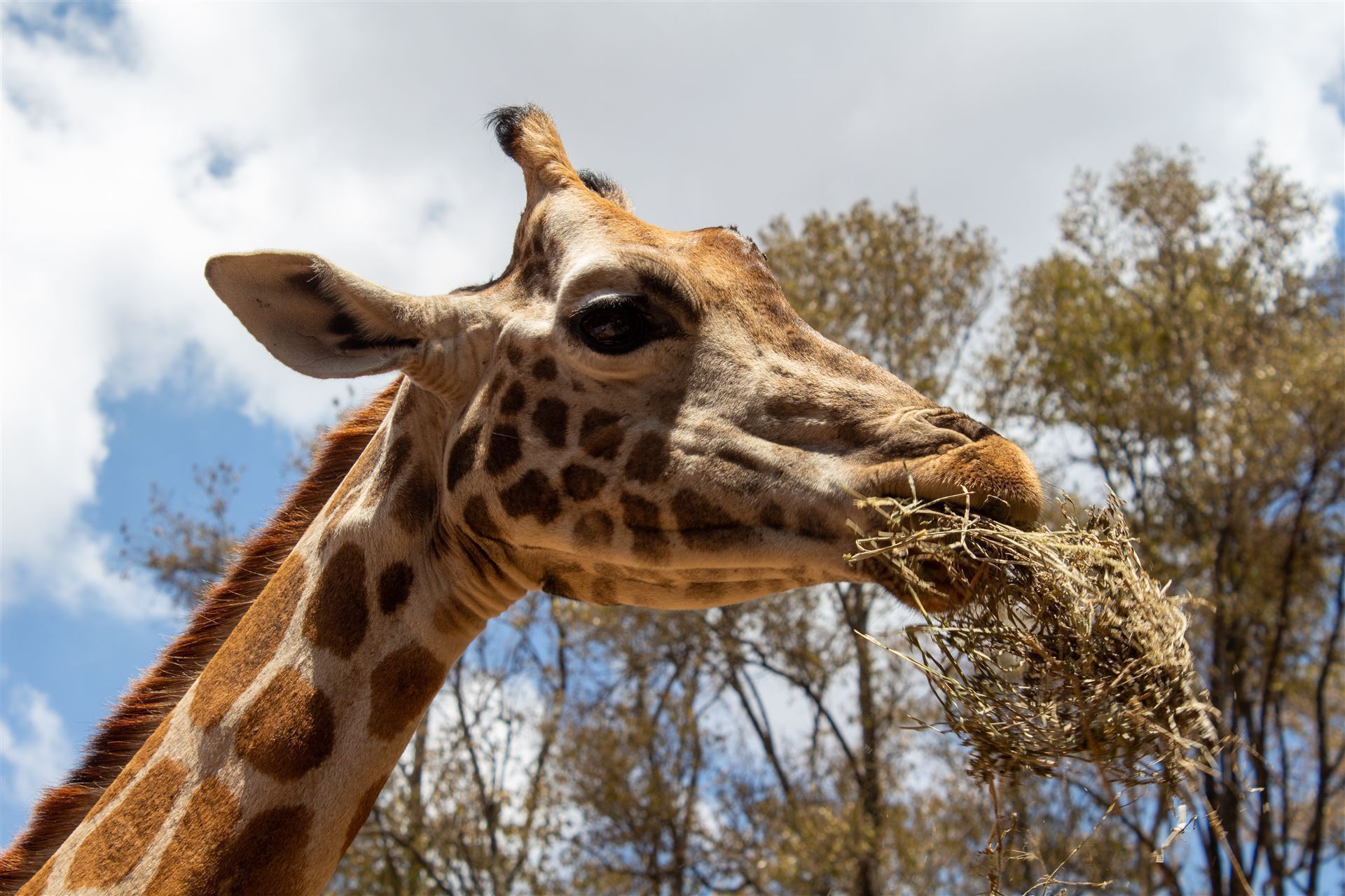 fressende Giraffe