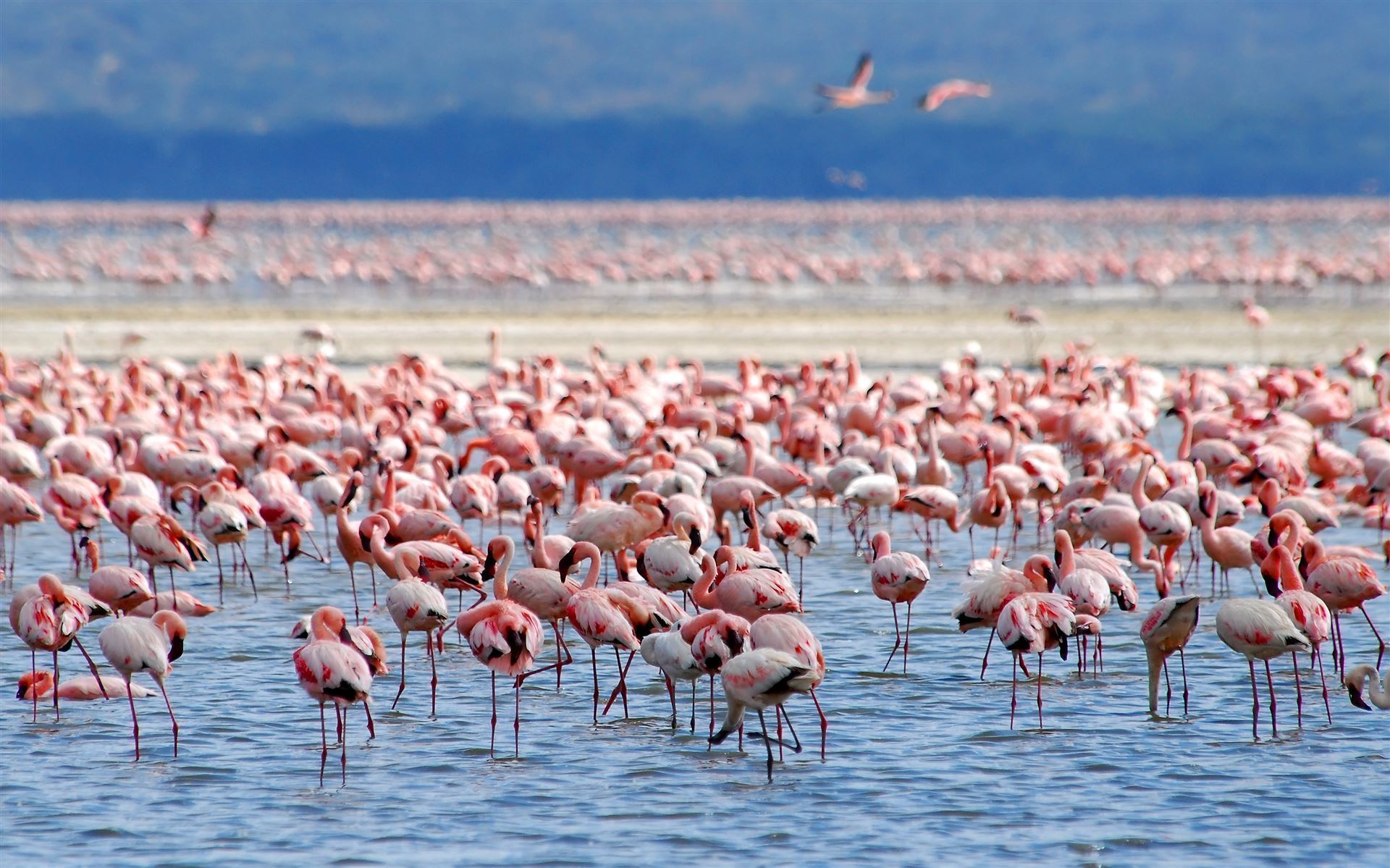 Gruppe Flamingos