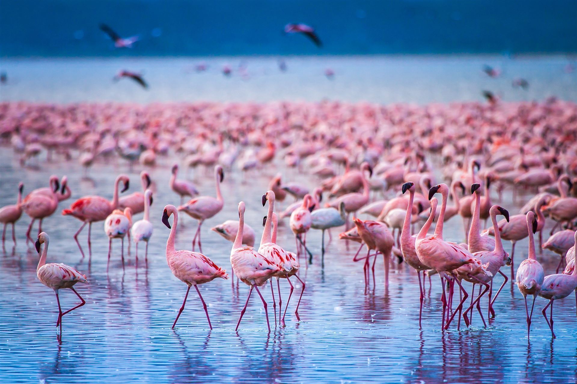 Nakuru Nationalpark mit Flamingos