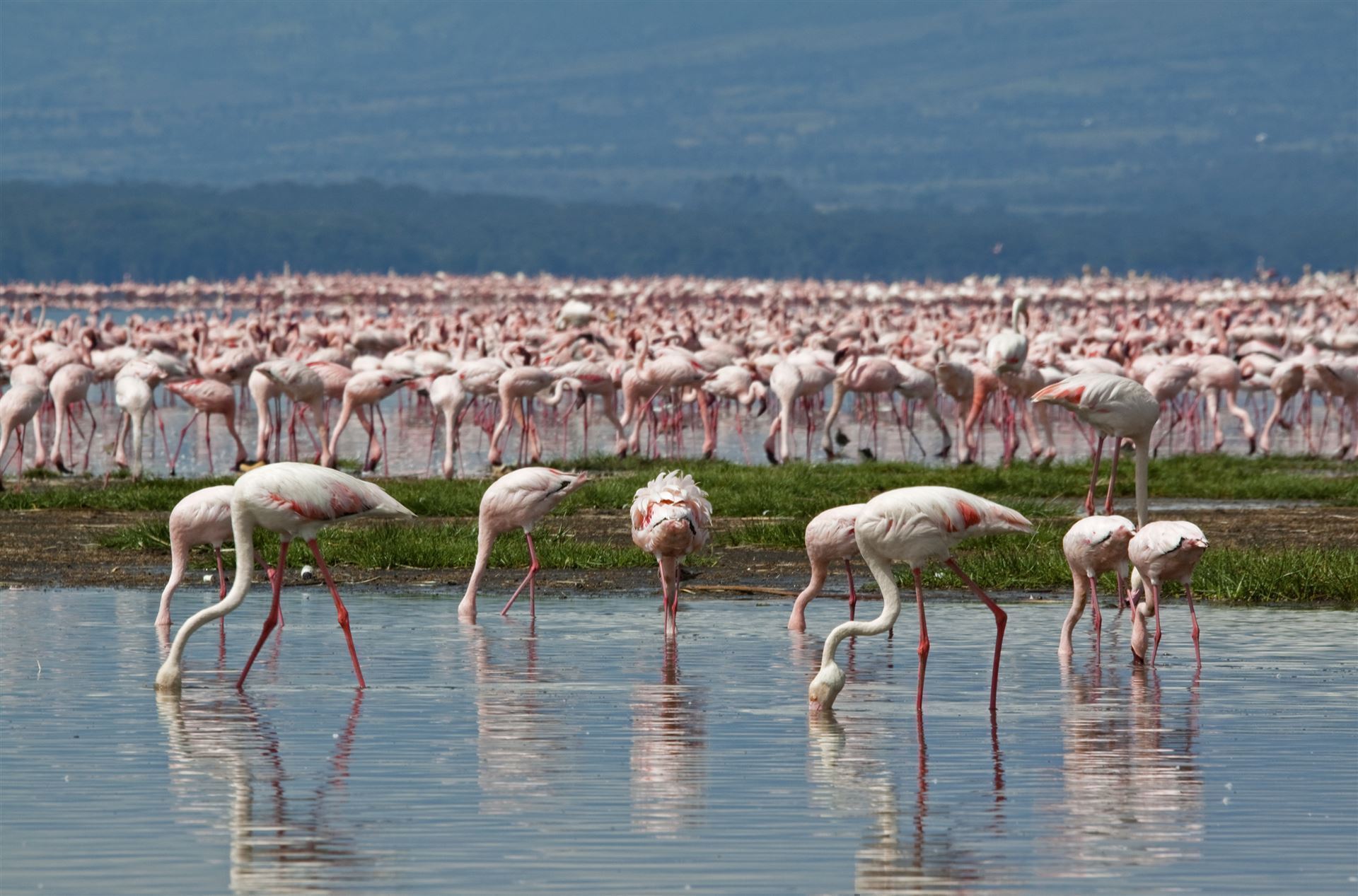 Nakuru See Flamingos