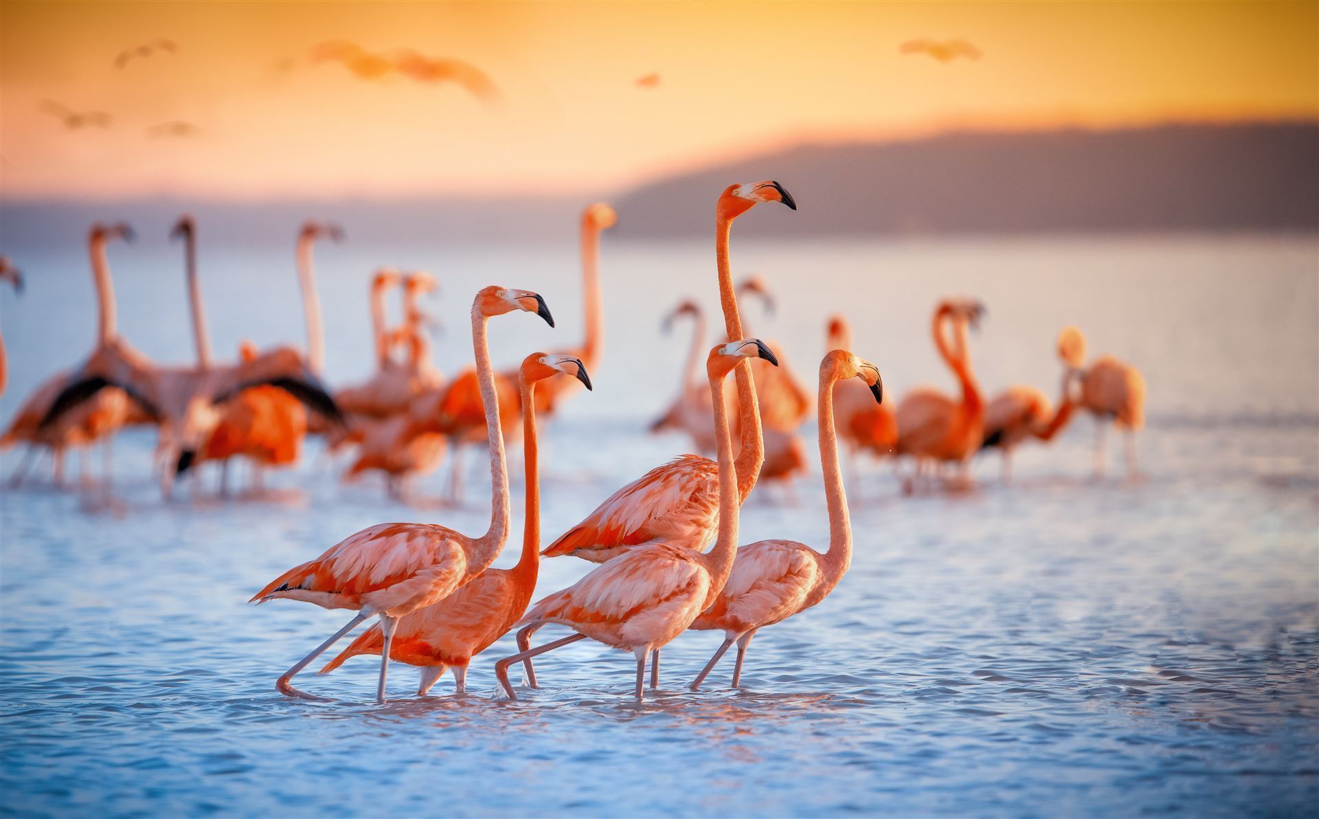 Pinke Flamingos