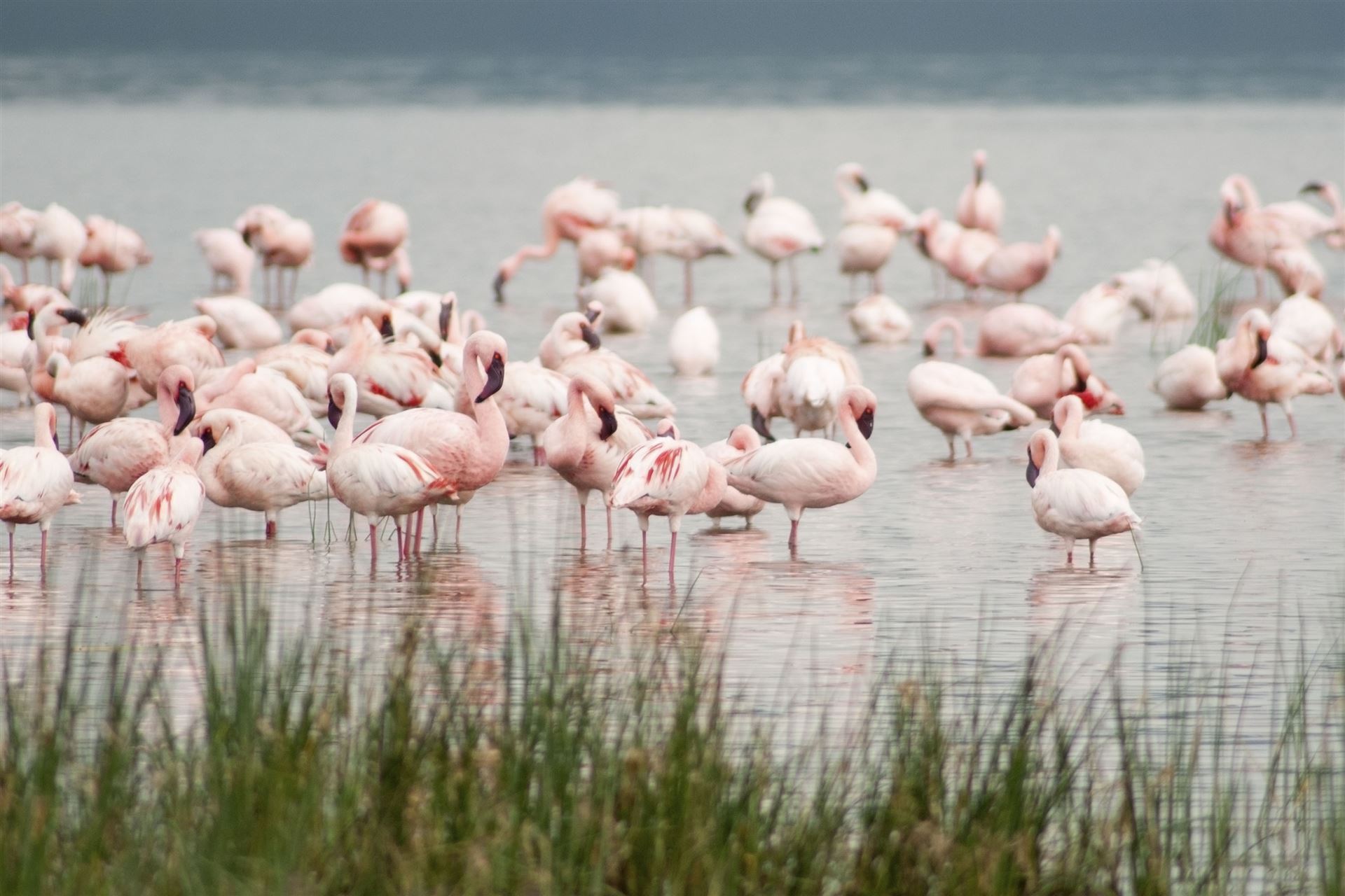 Flamingos im Nakuru 
