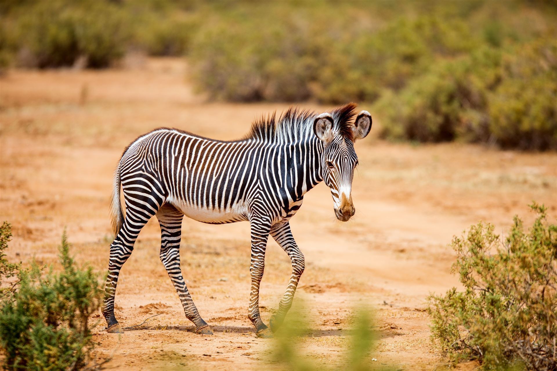 Zebra in der Steppe