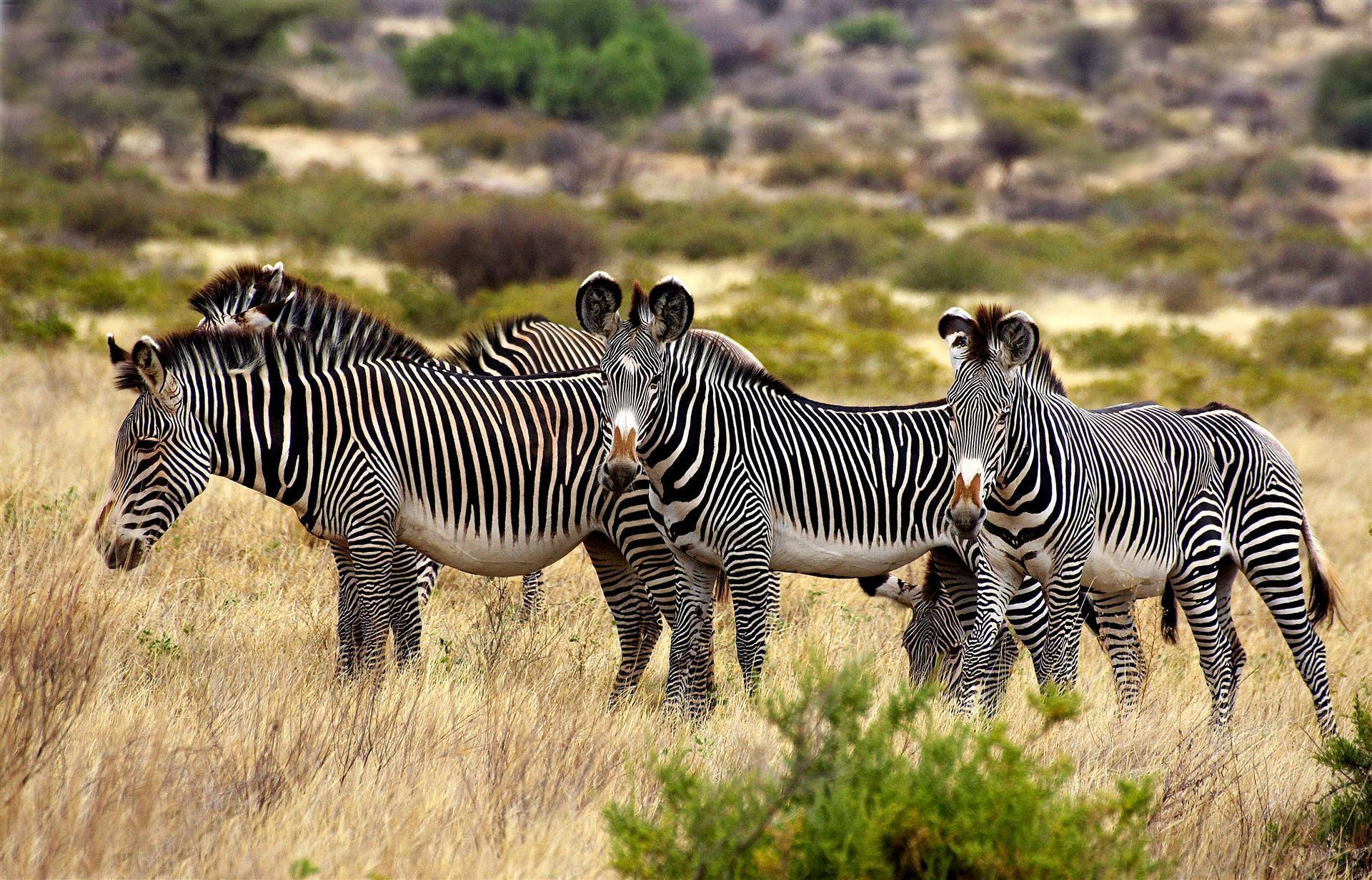 Grevy's Zebra