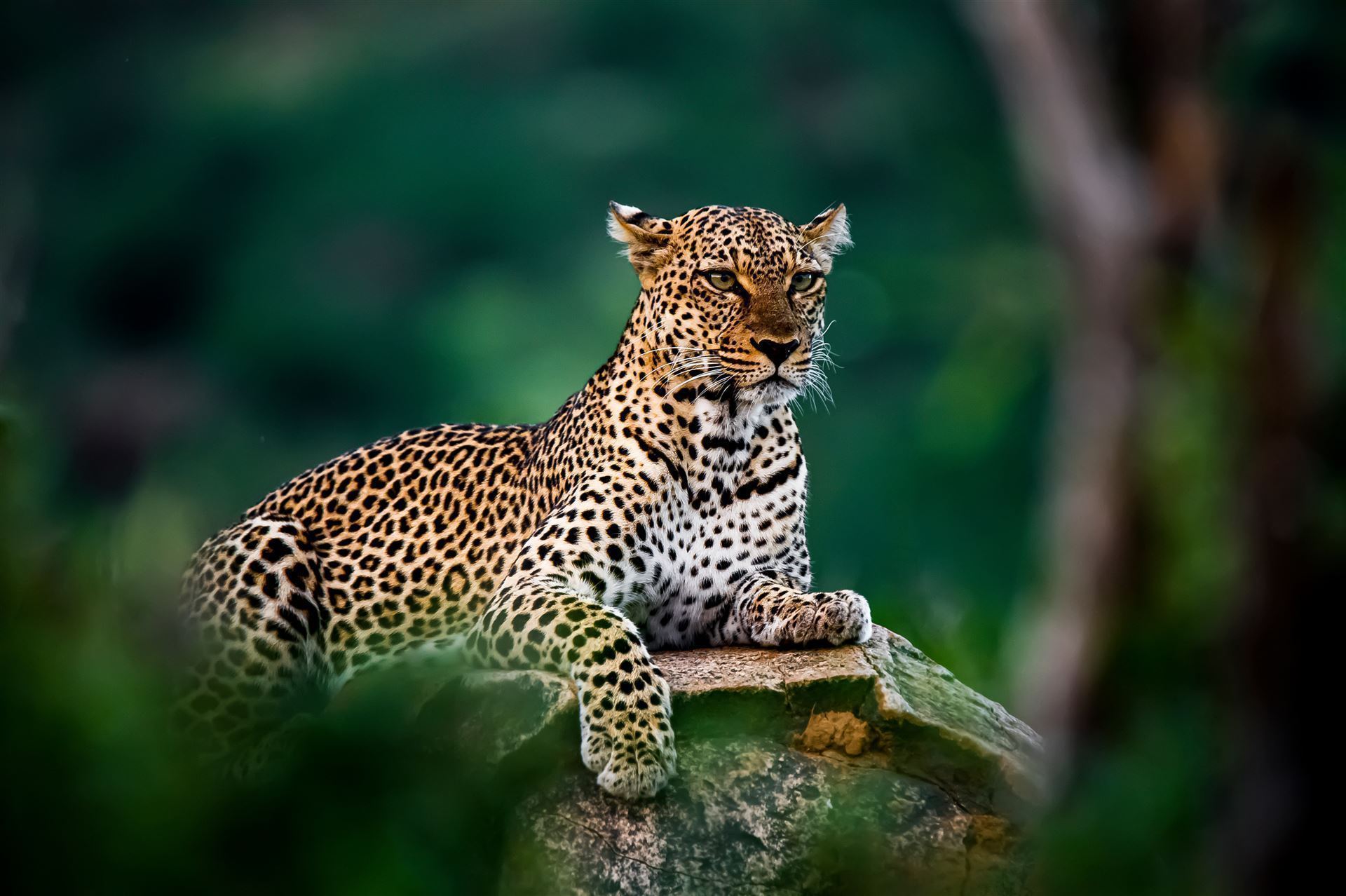 Samburu Park mit sitzenden Leopard