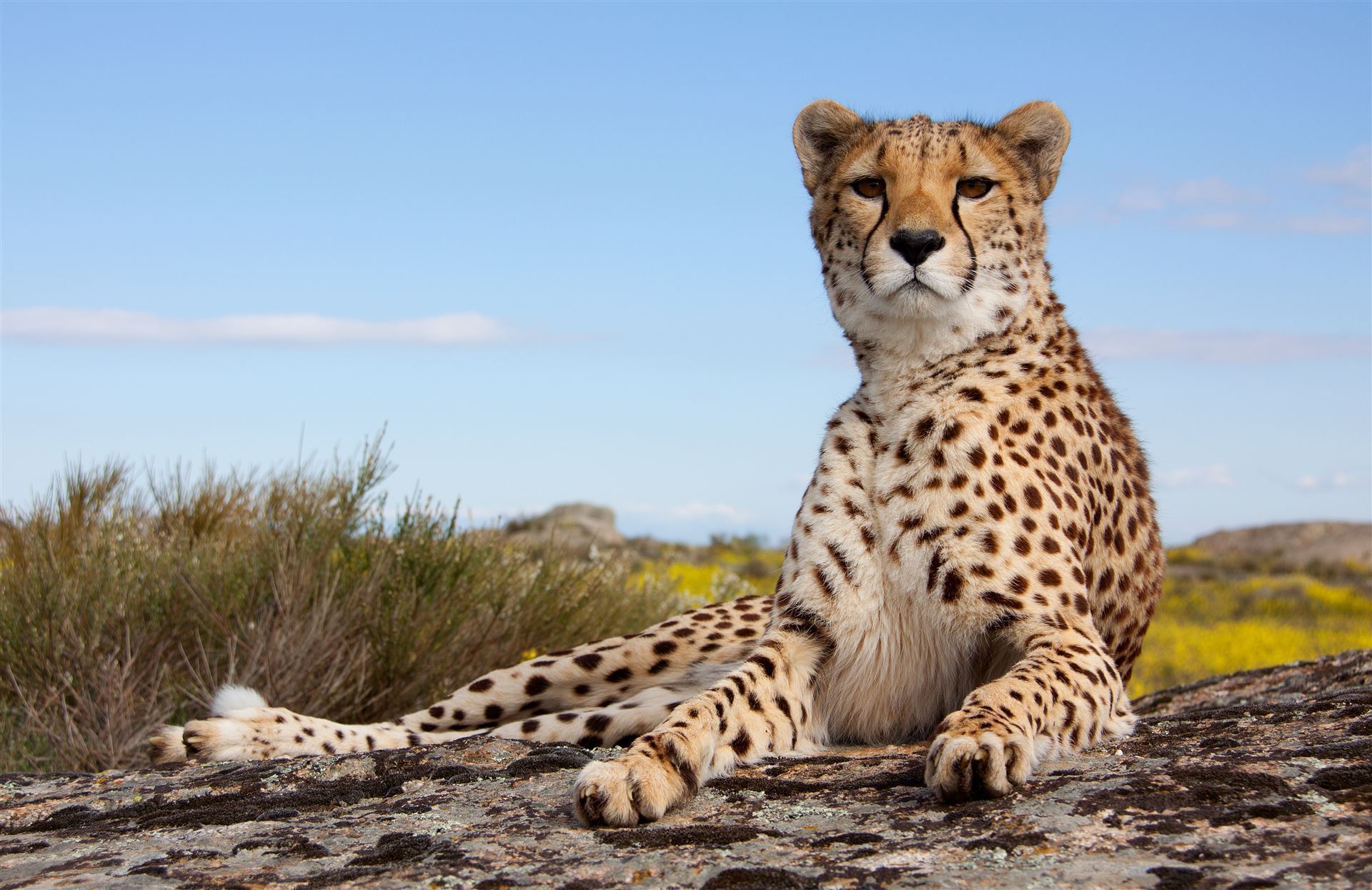 Samburu Park mit liegenden Leopard