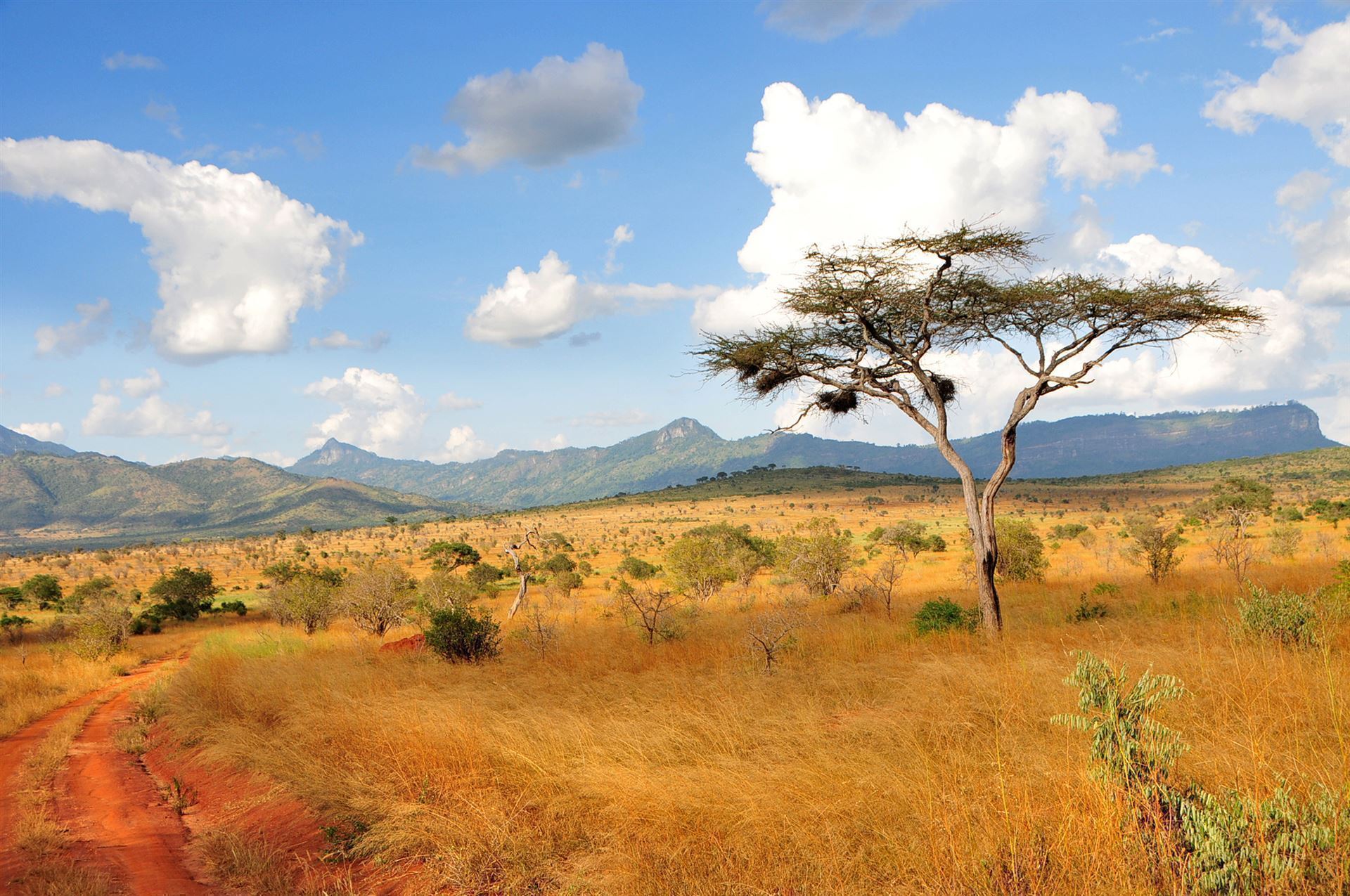 Akazie im Taita Hills