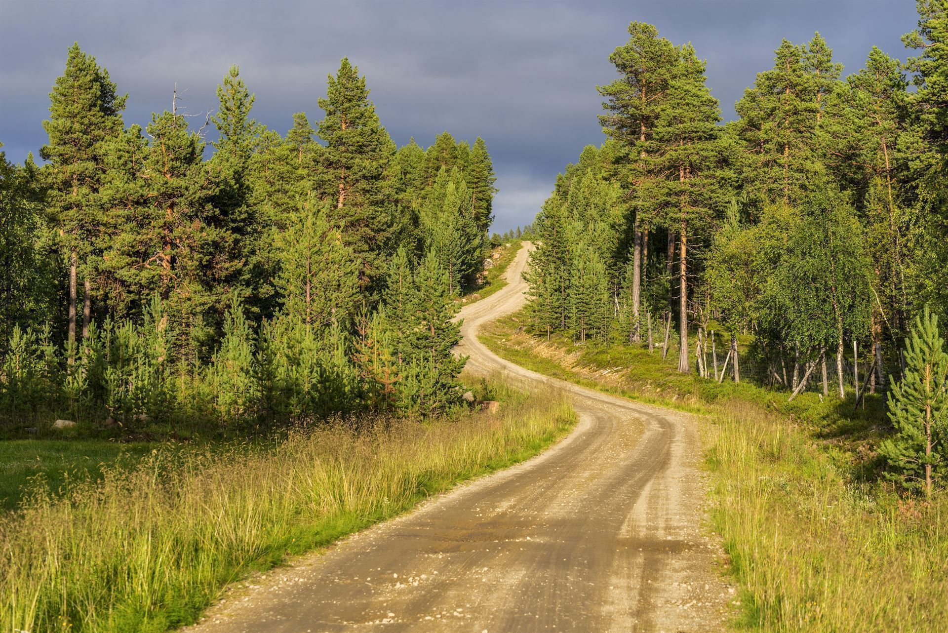 Straße durch den Lemmenjoki Nationalpark
