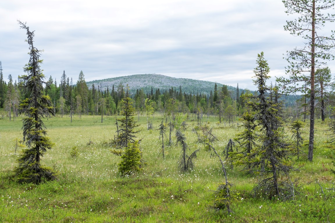 Sommerliches Sumpfgebiet im Salla-Nationalpark