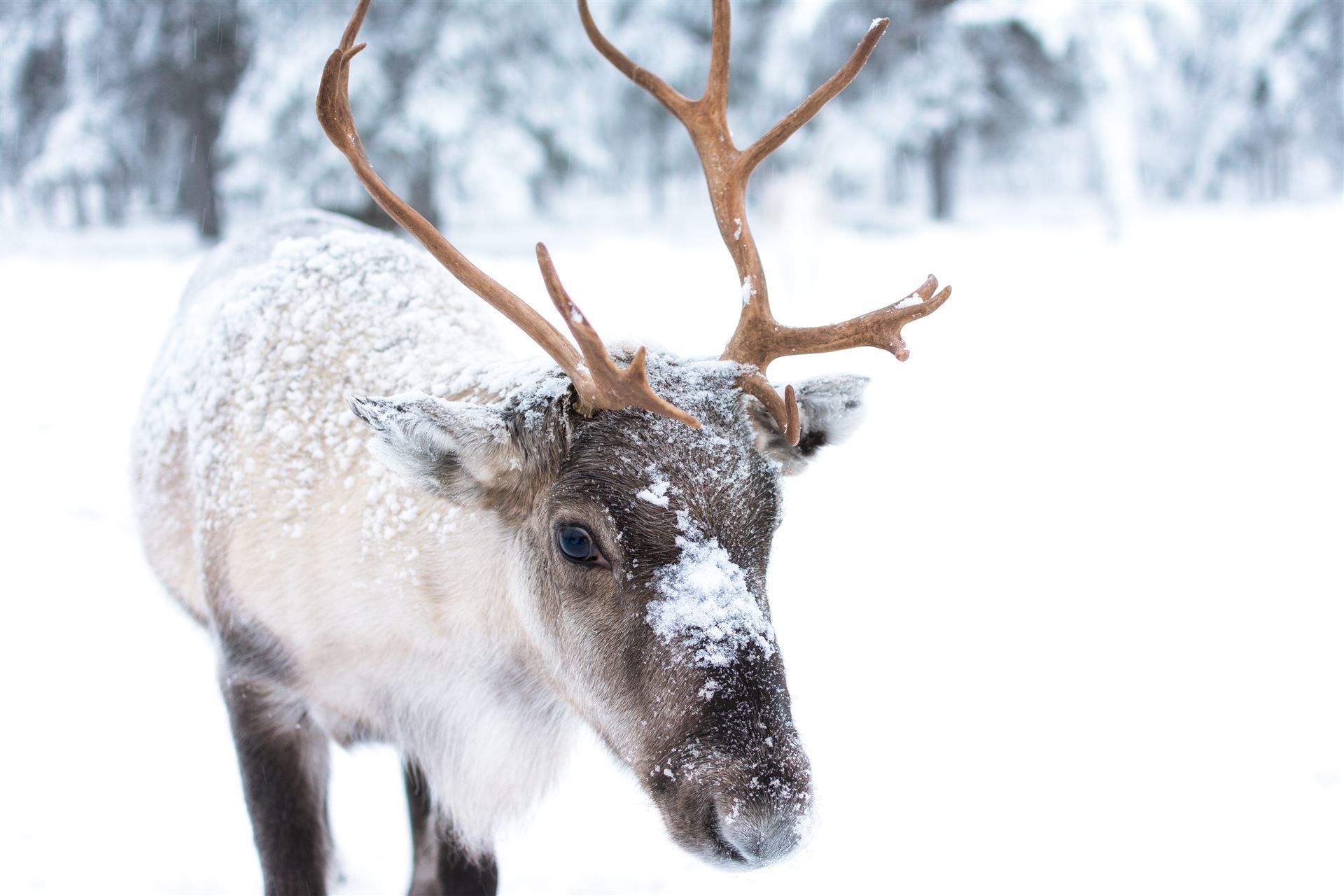 Rentier in der Winterlandschaft von Lappland
