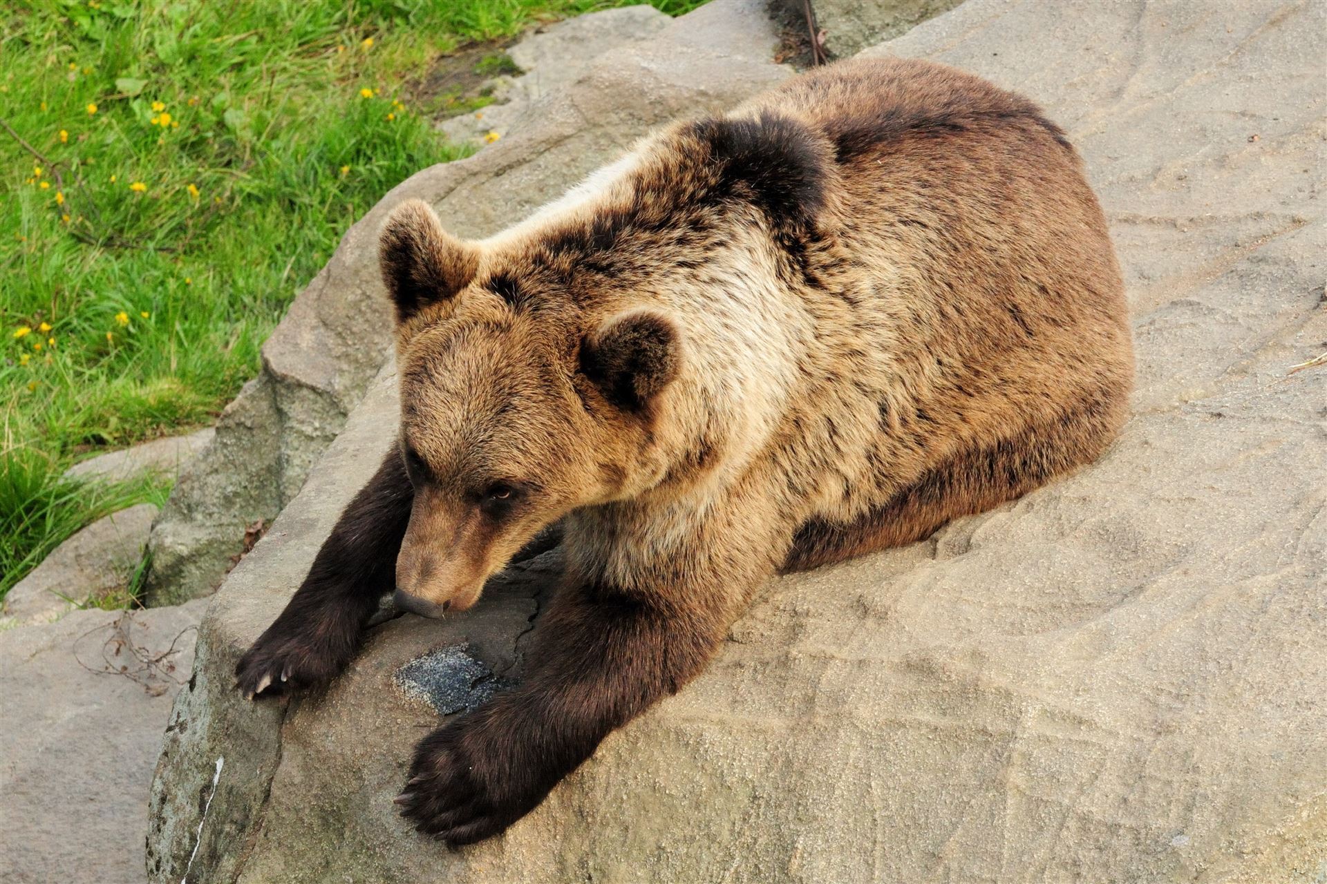 Braunbär auf Stein