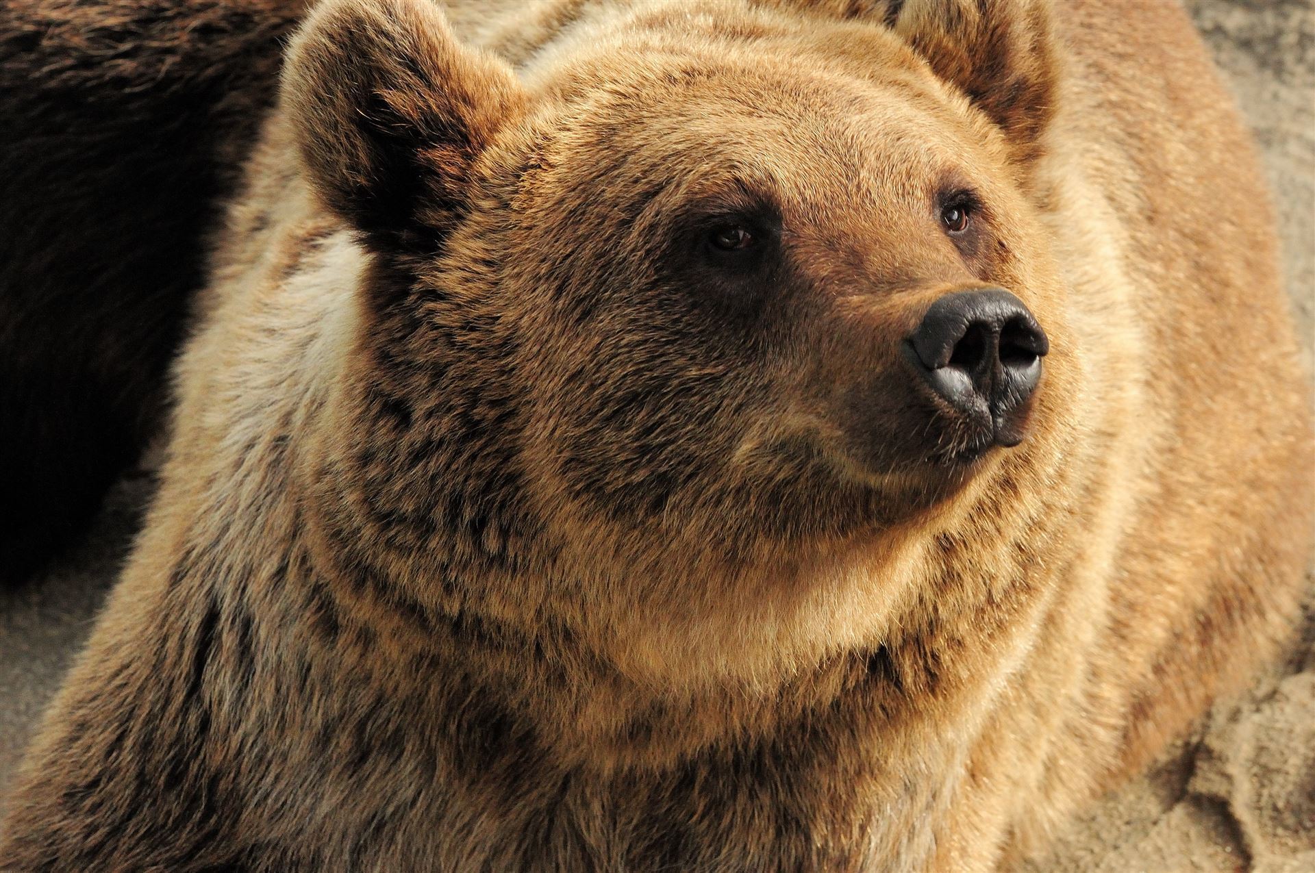 Braunbär