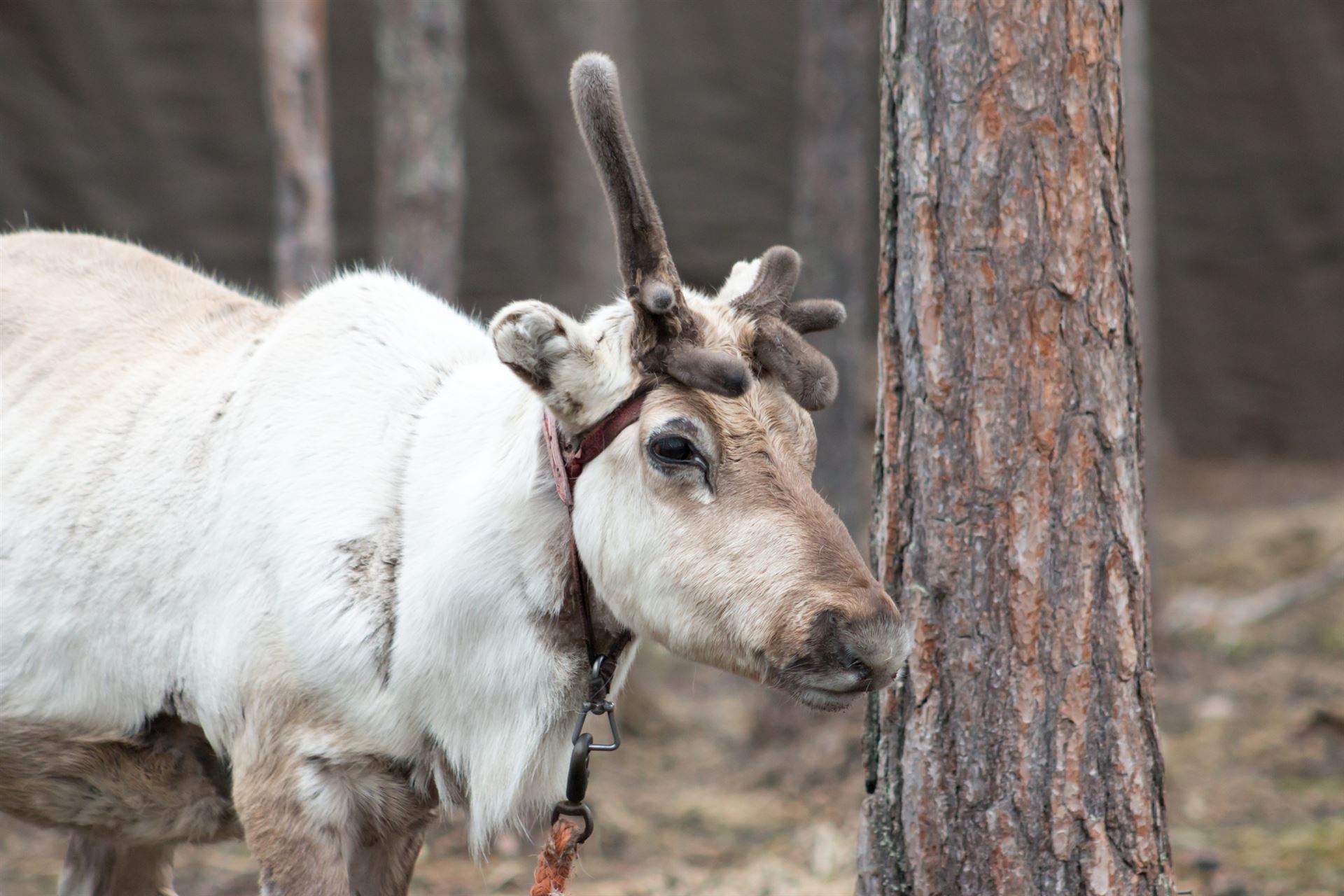 Rovaniemi im Sommer