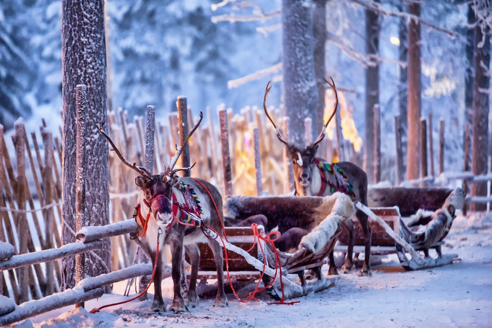 Renntiere im Winterwald