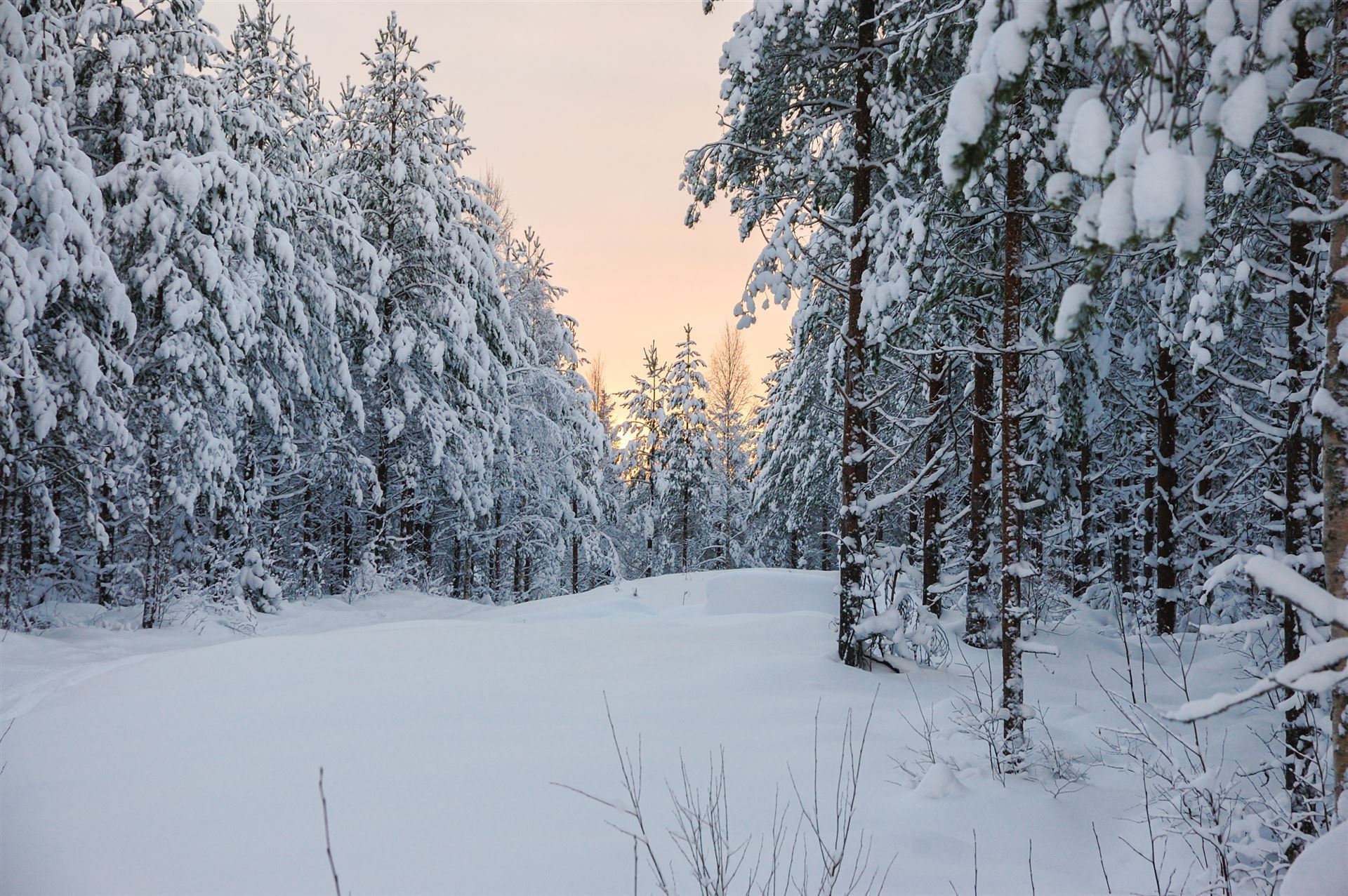Schneewald
