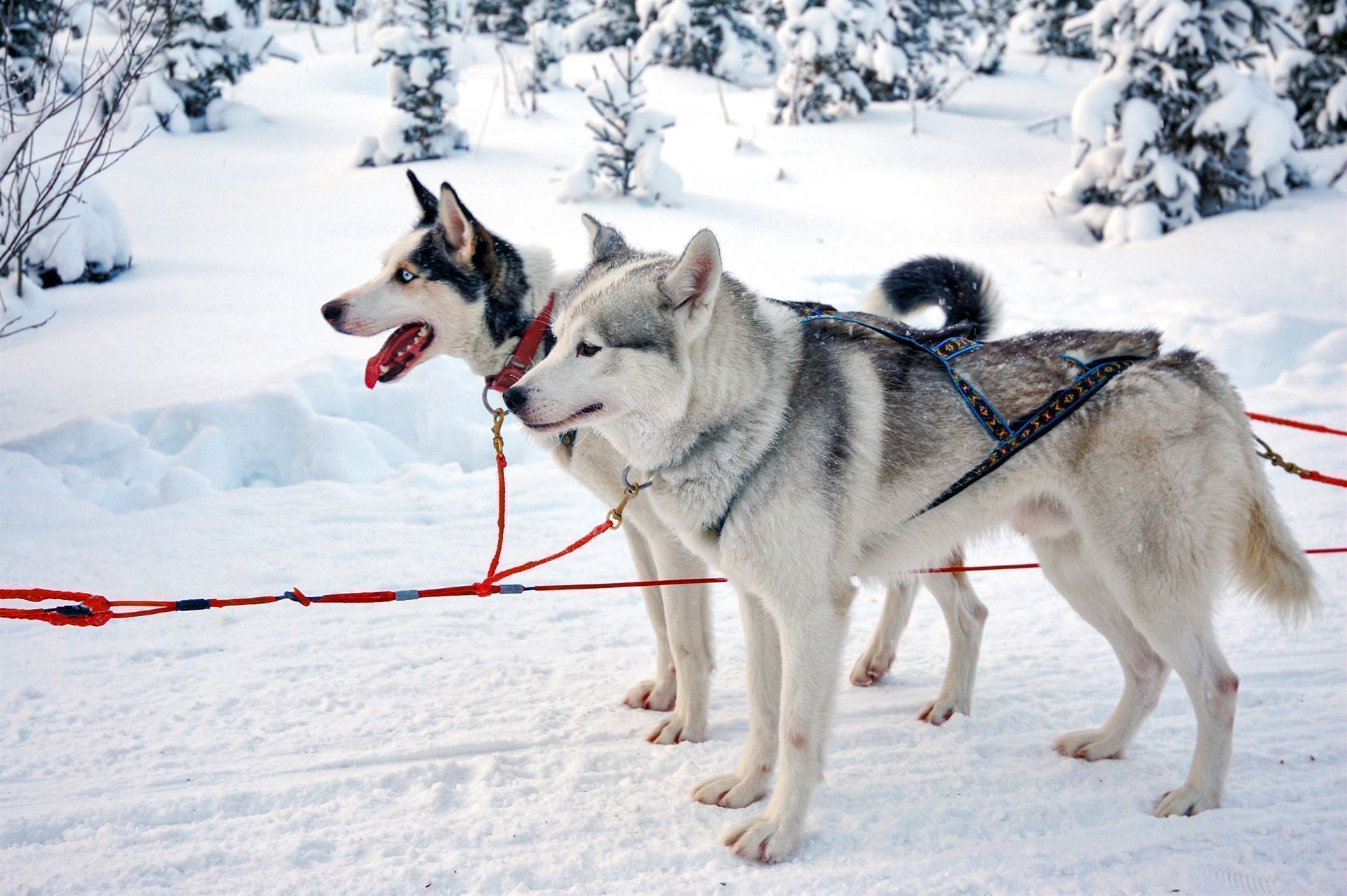 Schlittenhunde