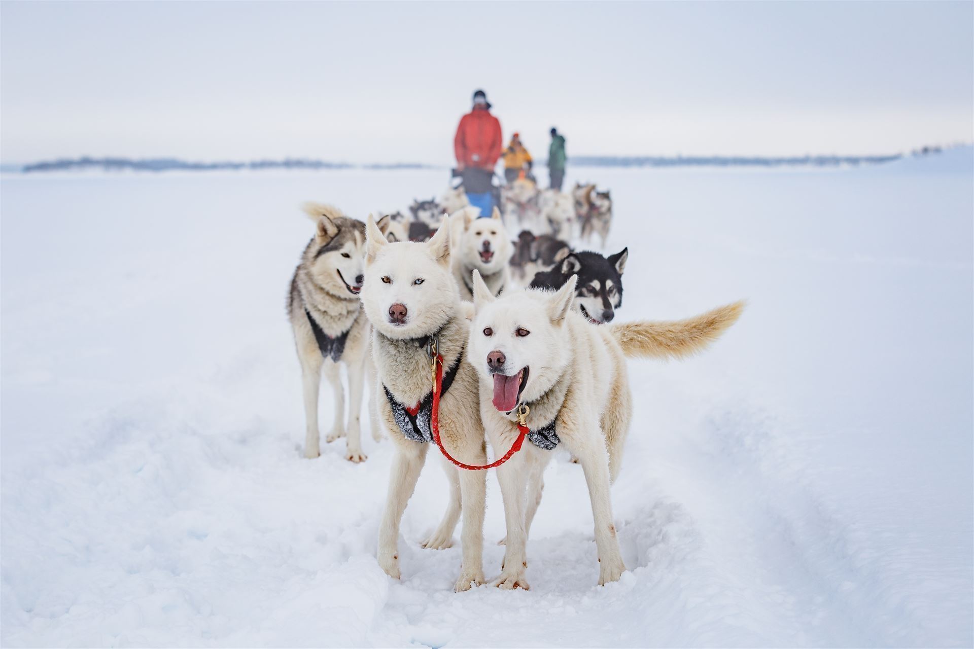 Huskyabenteuer in Finnland