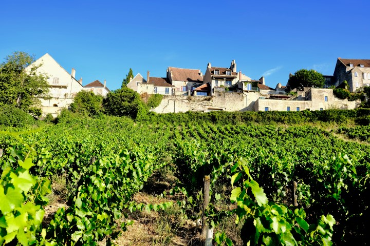 Weinberg Vézelay