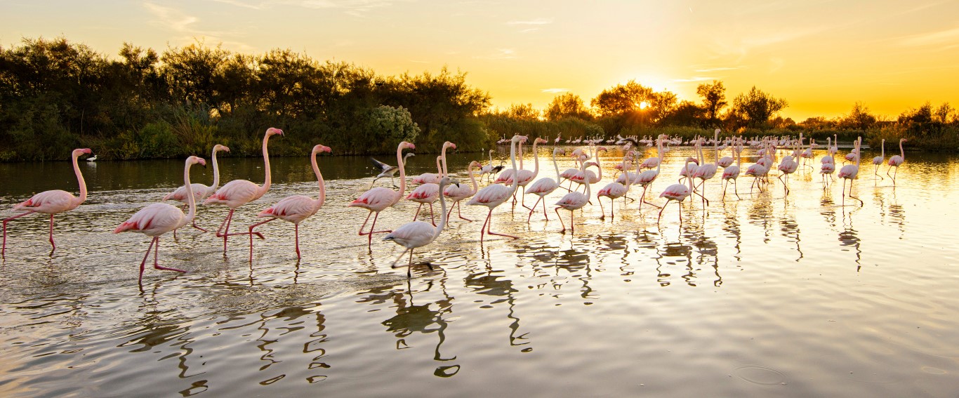 Flamingos in der Camargue