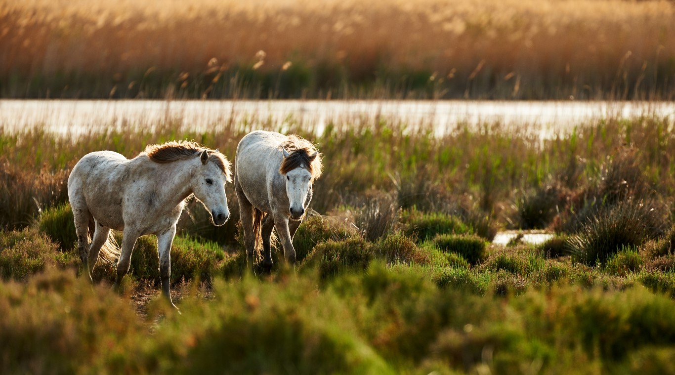 Zwei junge weiße Pferde aus der Camargue