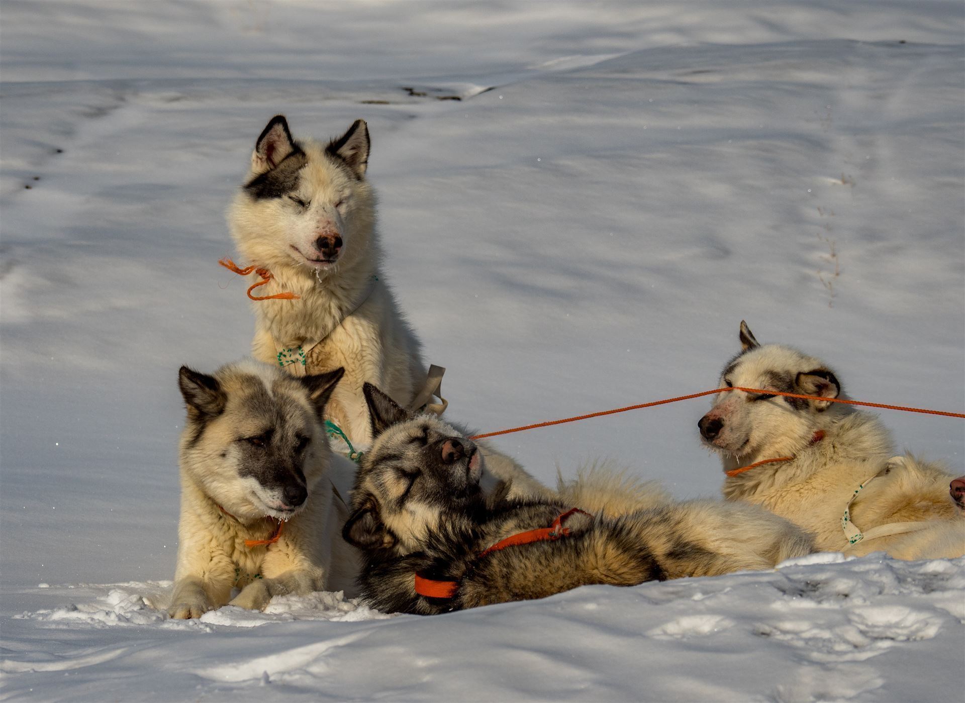 Schlittenhunde
