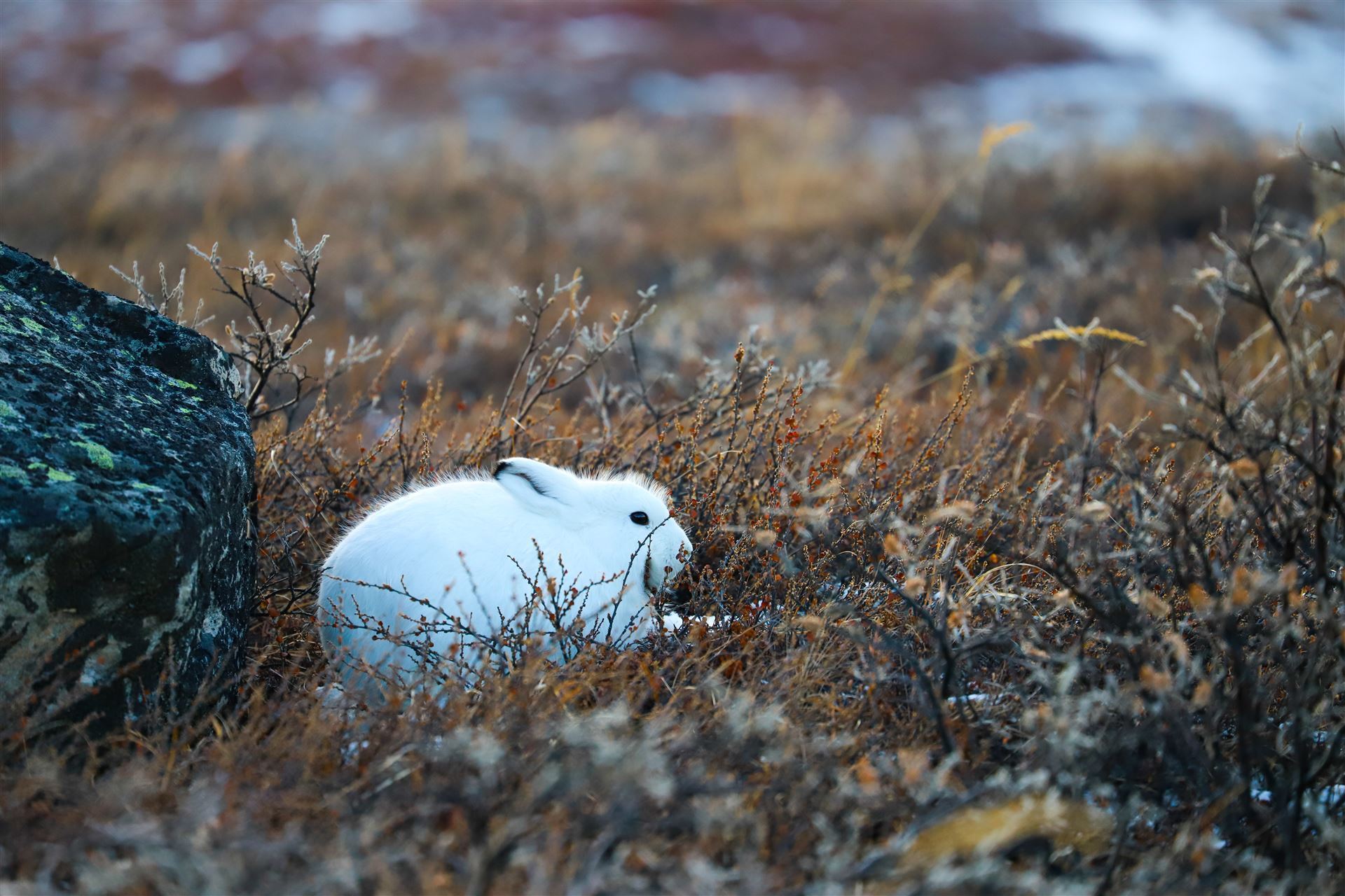Polarhase