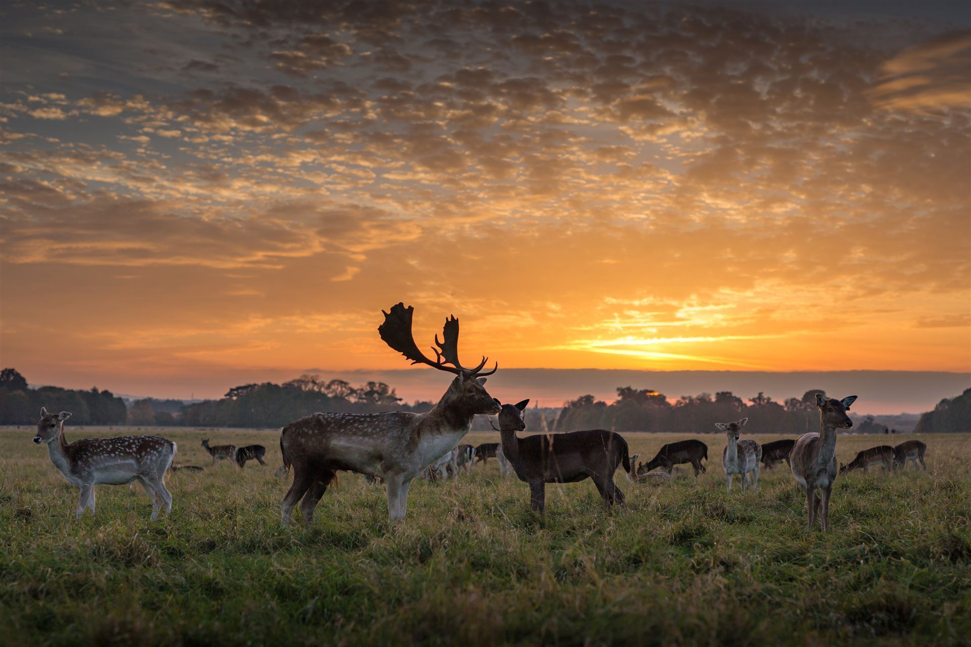 Damwild im Phoenix Park