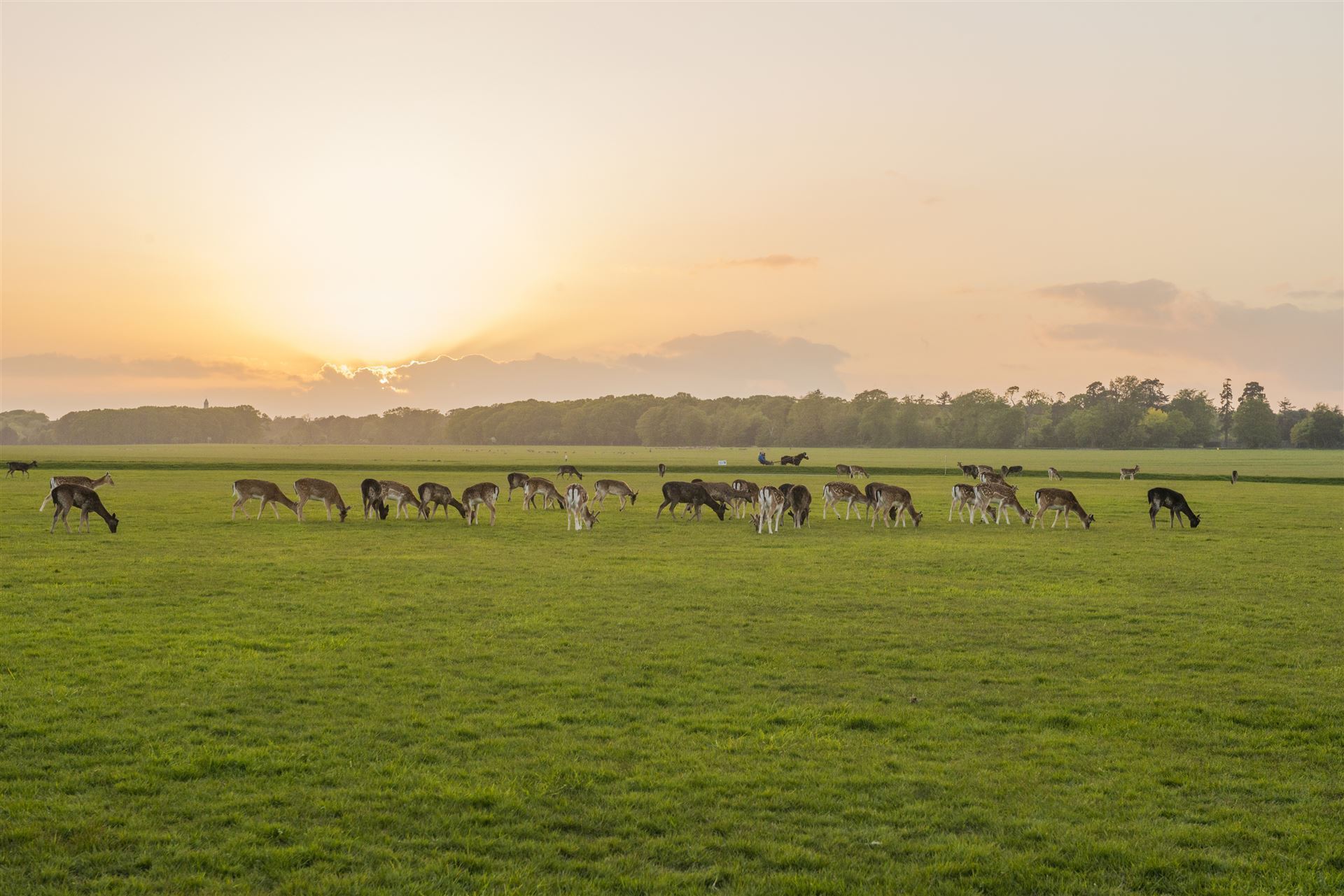 Damwild in der Morgendämmerung