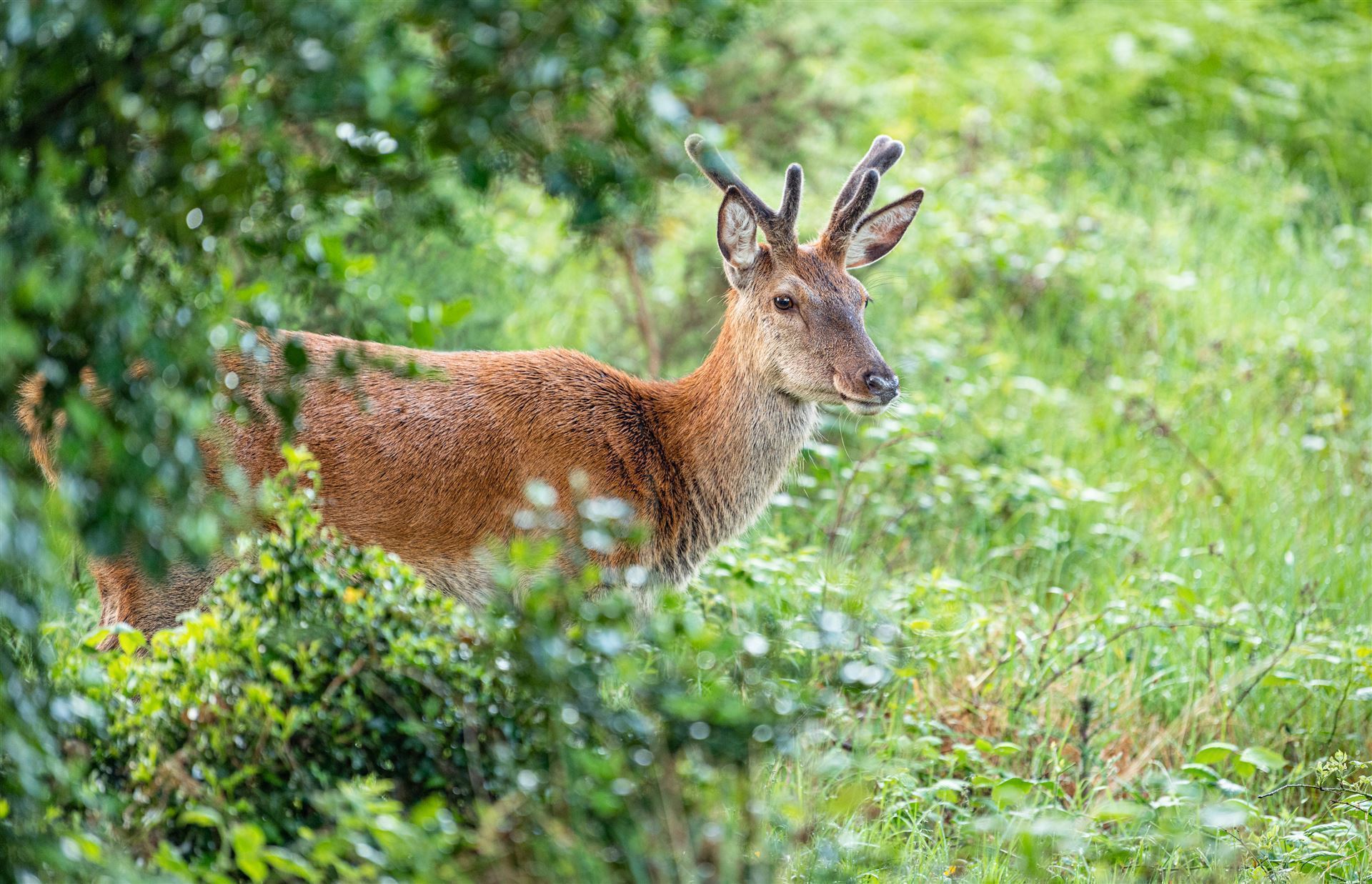 Rotwild im Glenveagh Nationalpark