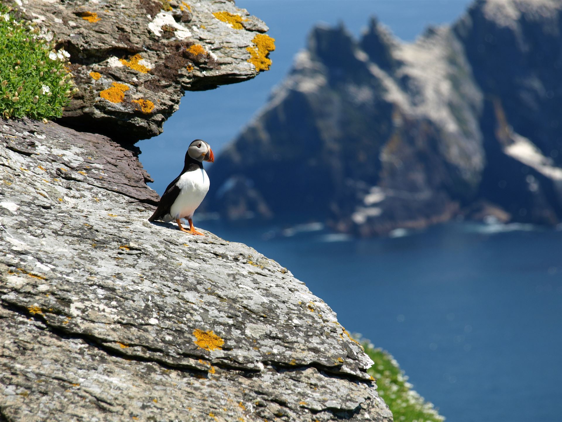 Papageientaucher auf der Insel Skellig Michael