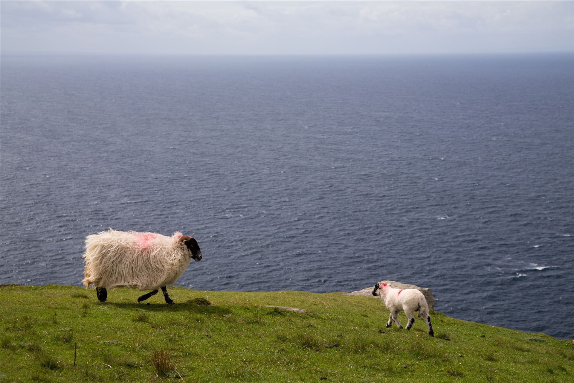 Schafe an den Klippen Slieve League