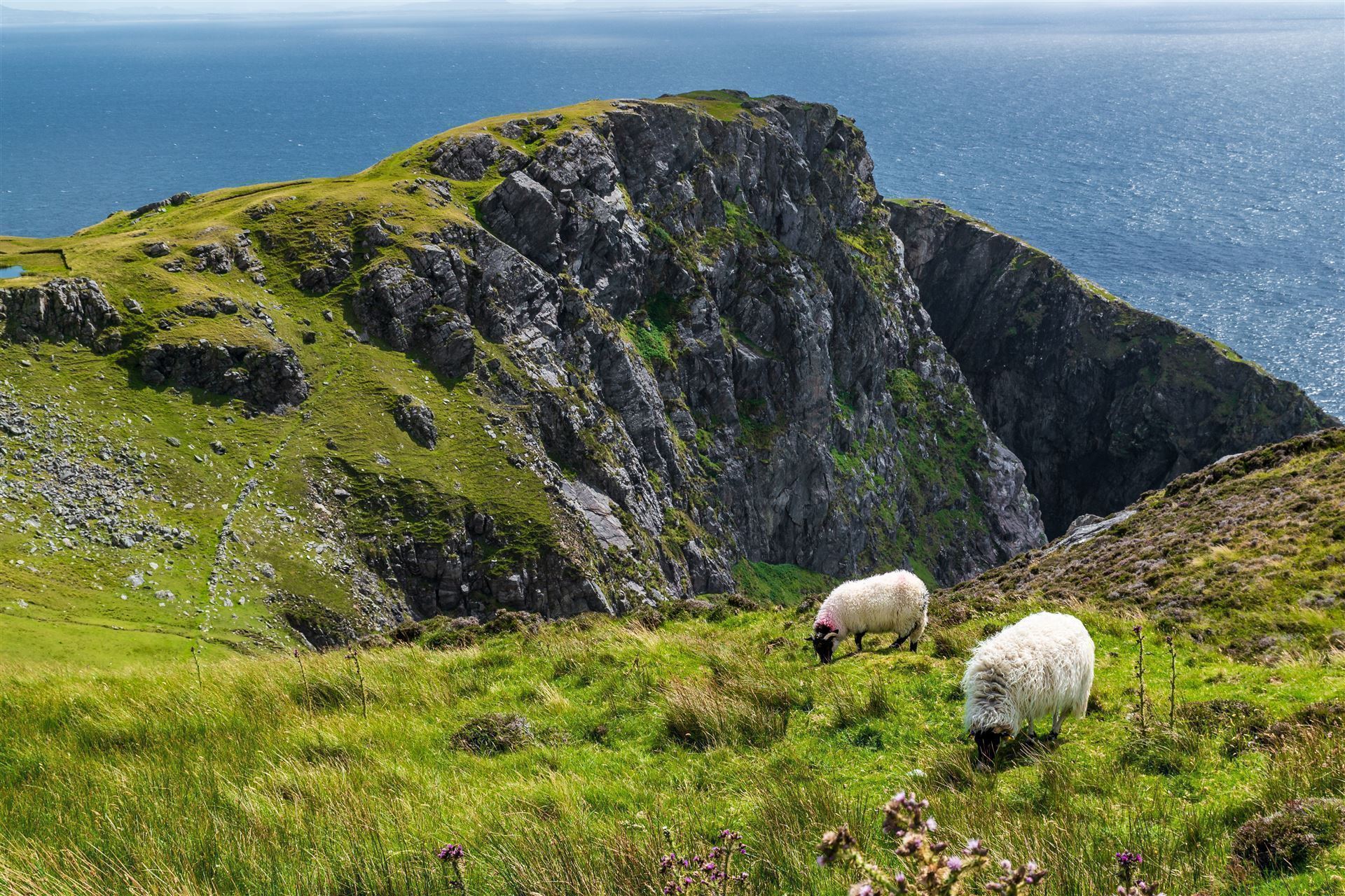 Schafe an den Klippen Slieve League