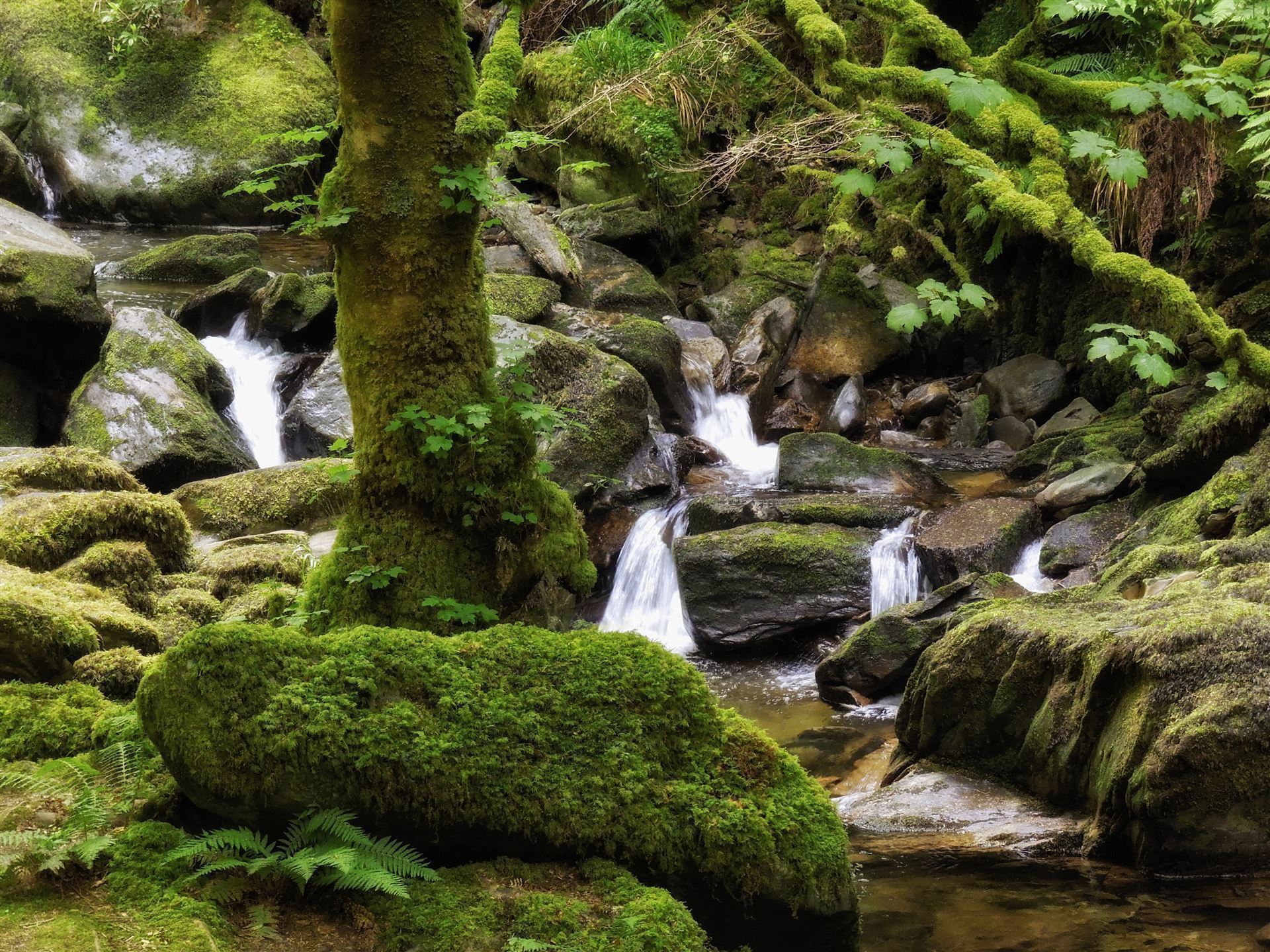 Torc Waterfall im Killarney Nationalpark