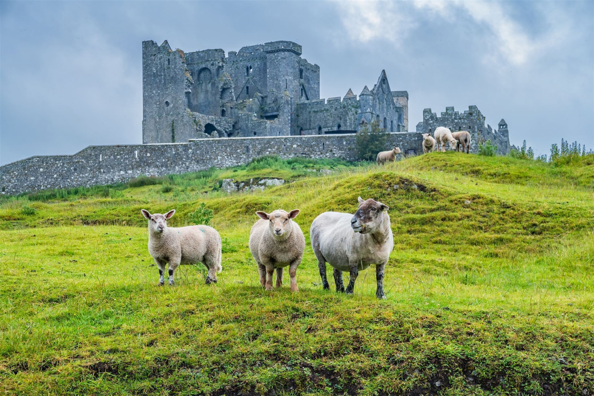 Rock of Cashel mit Schafen