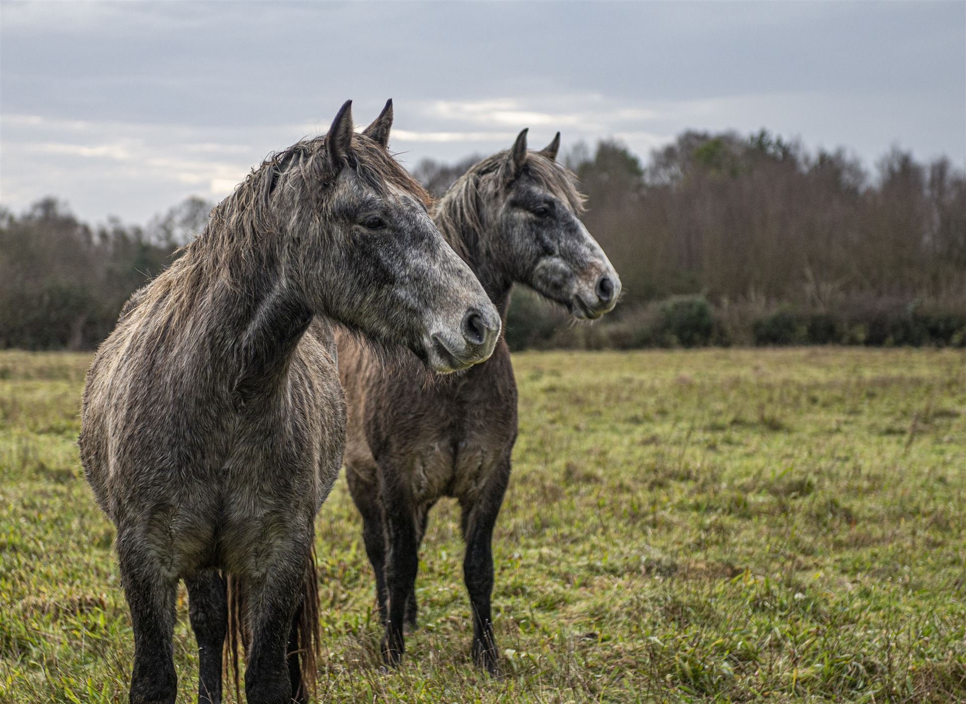 Connemara Ponys