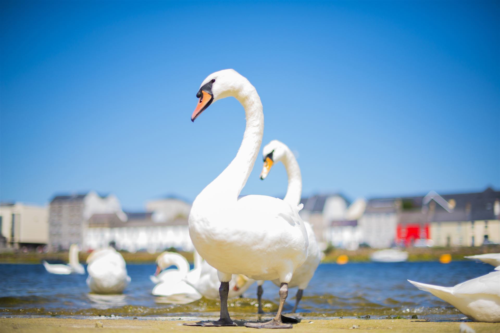 Schwäne im Hafen von Galway