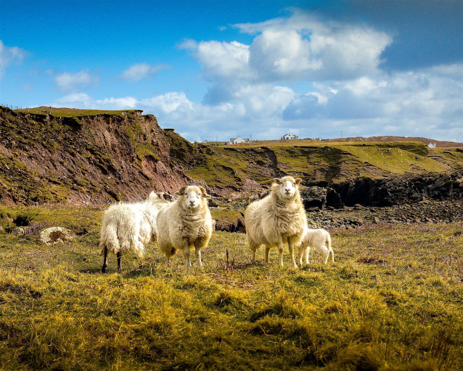 Schafe auf Achill Island