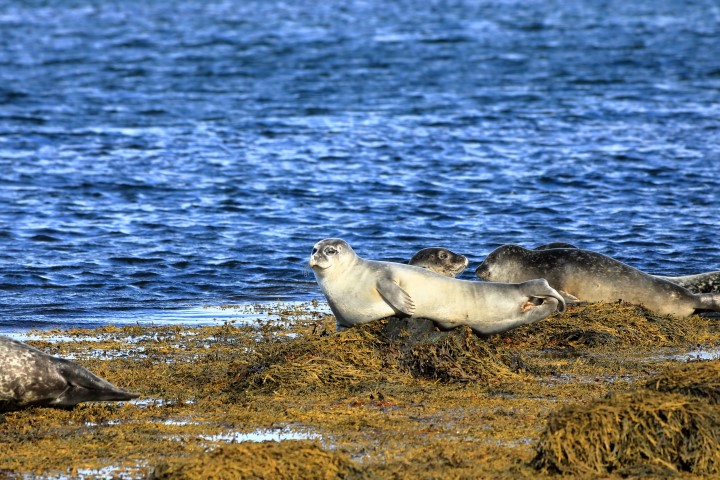 Vatnsnes- Robben