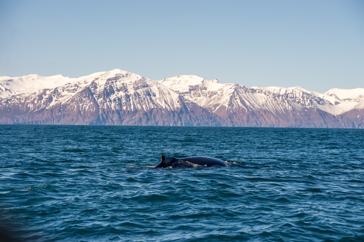 Buckelwal schwimmt in der Bucht von Skjálfandi, Island.